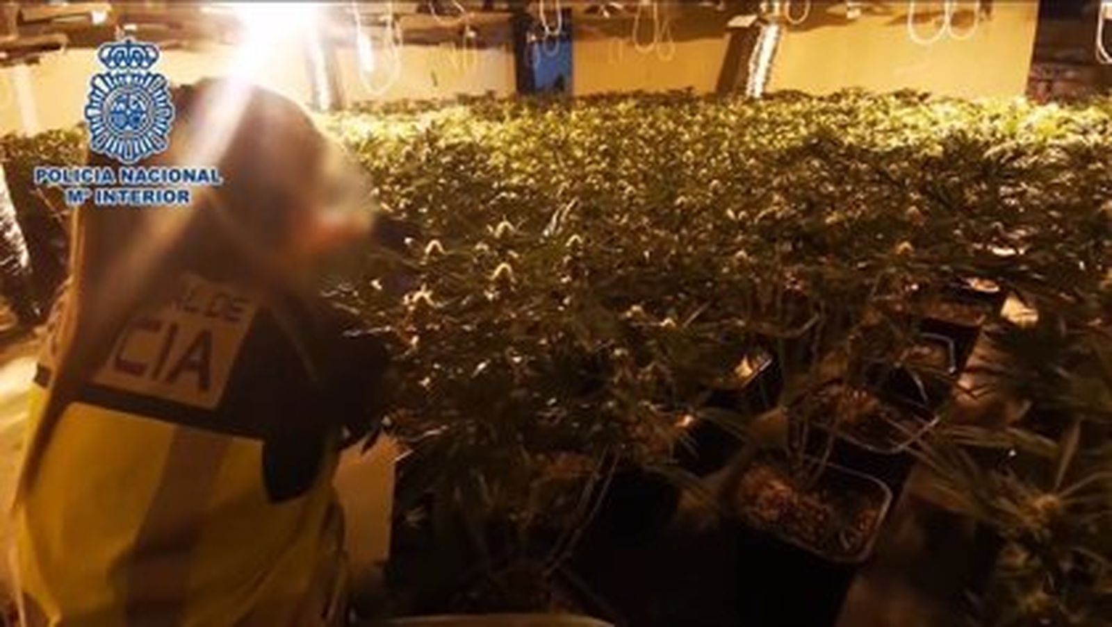 Plantación de marihuana en Fuenlabrada