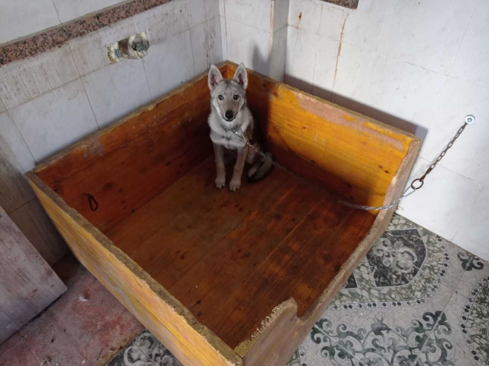 Cachorro de lobo hallado en un inmueble de Valencia