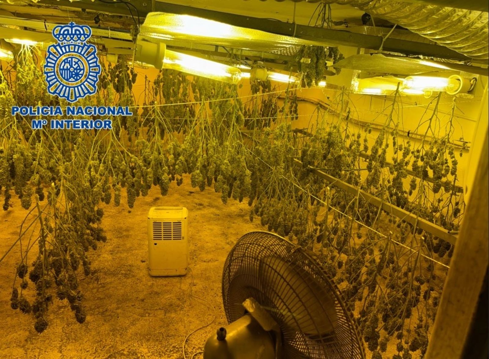 Zulo subterráneo con un cultivo de 200 plantas de marihuana