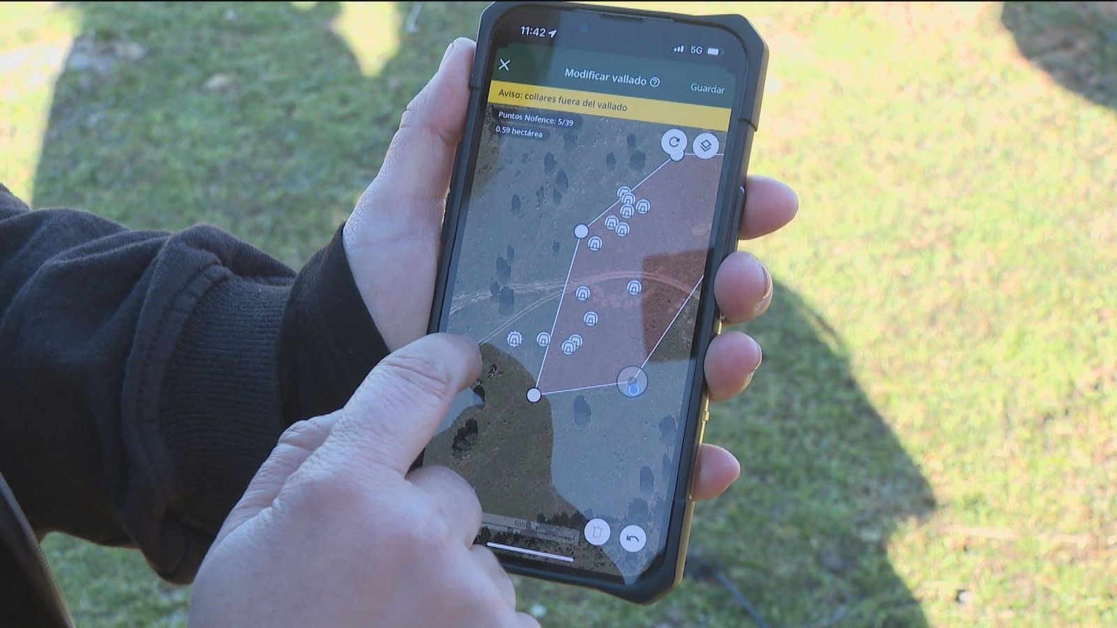 Vacas con gps y vallado virtual, bienvenidos a la ganadería del futuro en Madrid