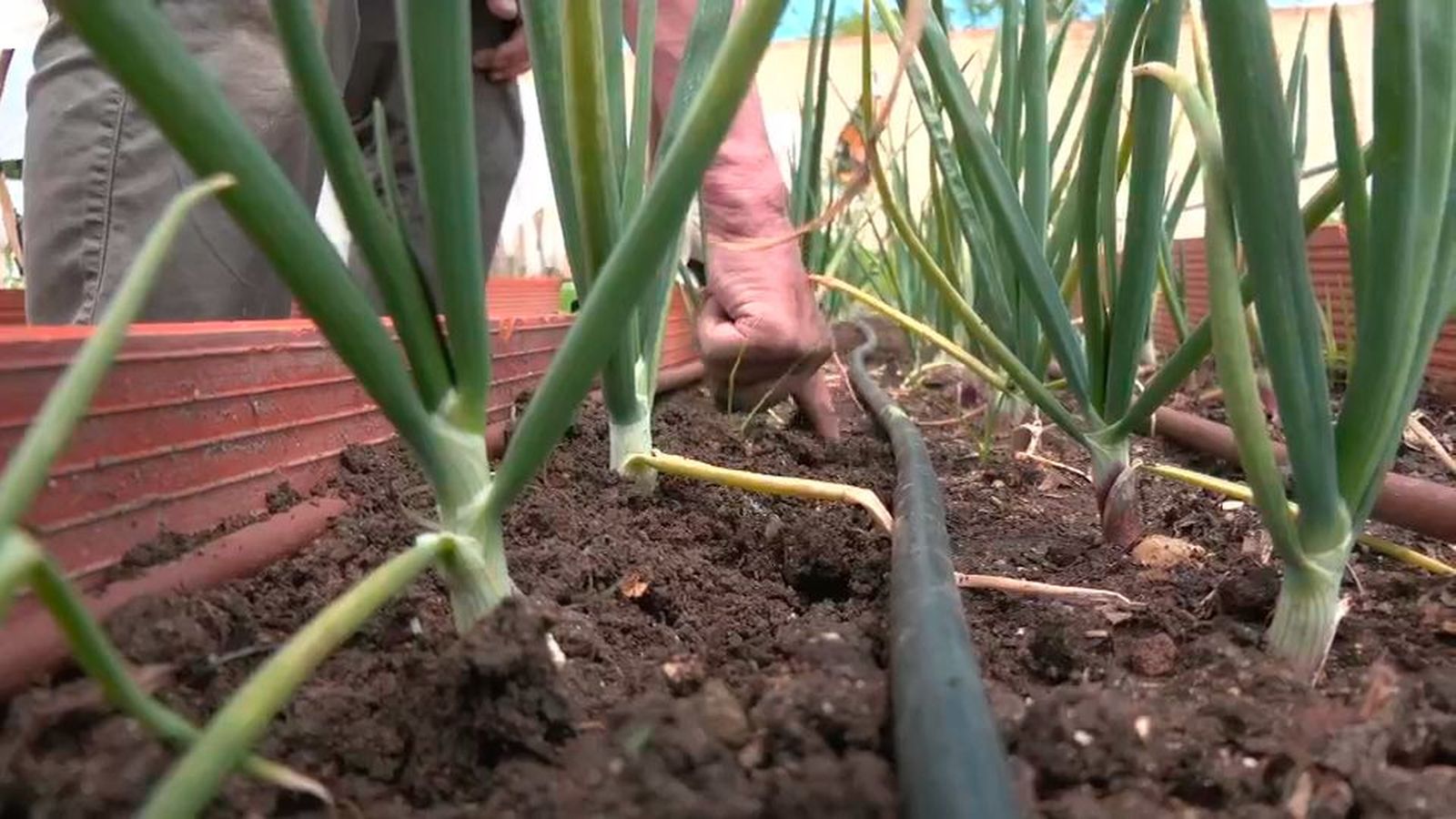Los mejores trucos para sembrar cebollas, un vegetal que cubría los ojos de las momias