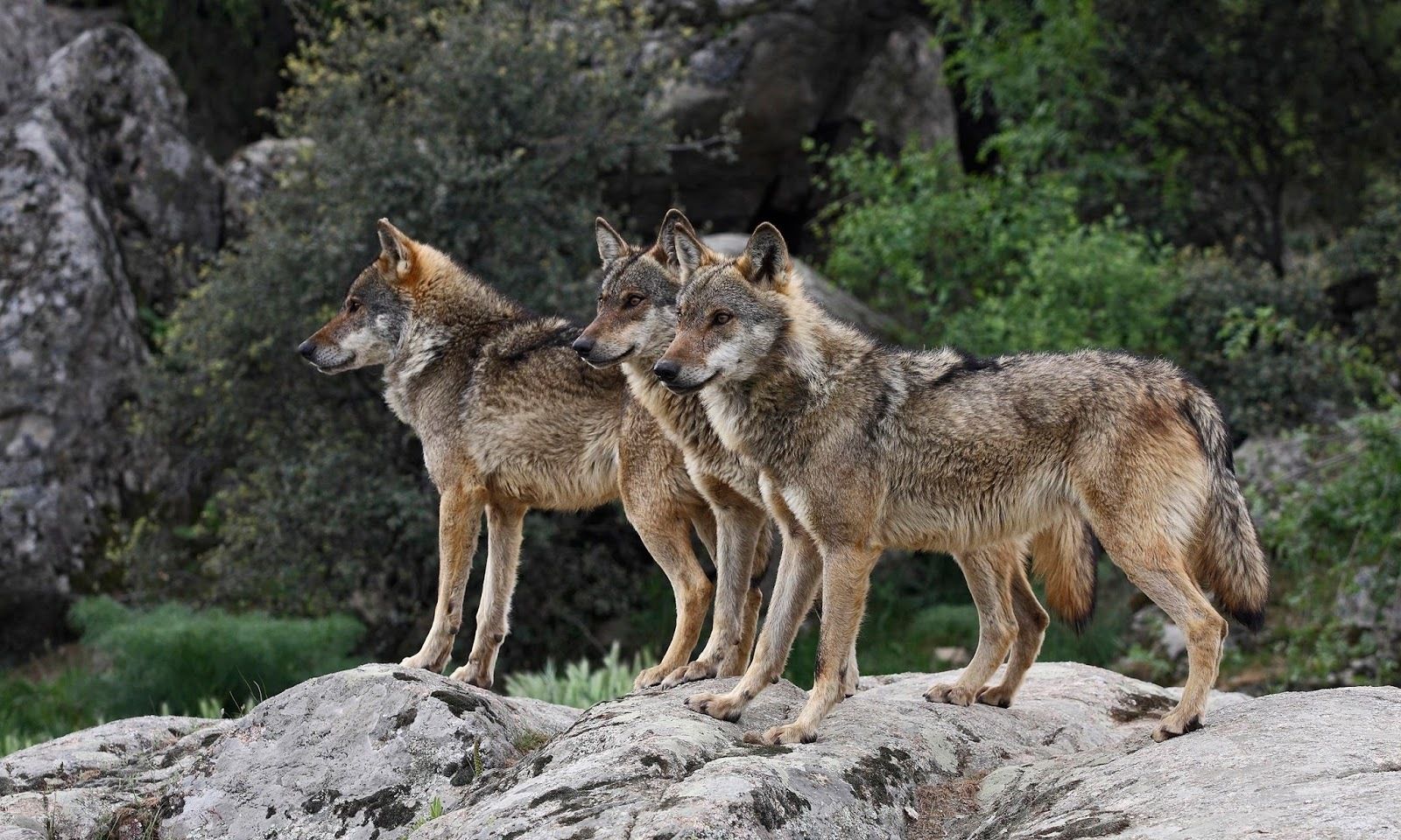 El lobo en la sierra de Madrid