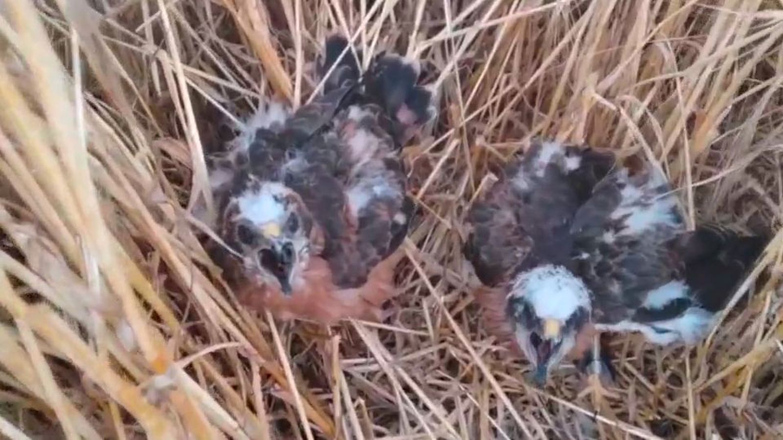 Agentes forestales buscan nidos de aguiluchos cenizos en los campos de cereales