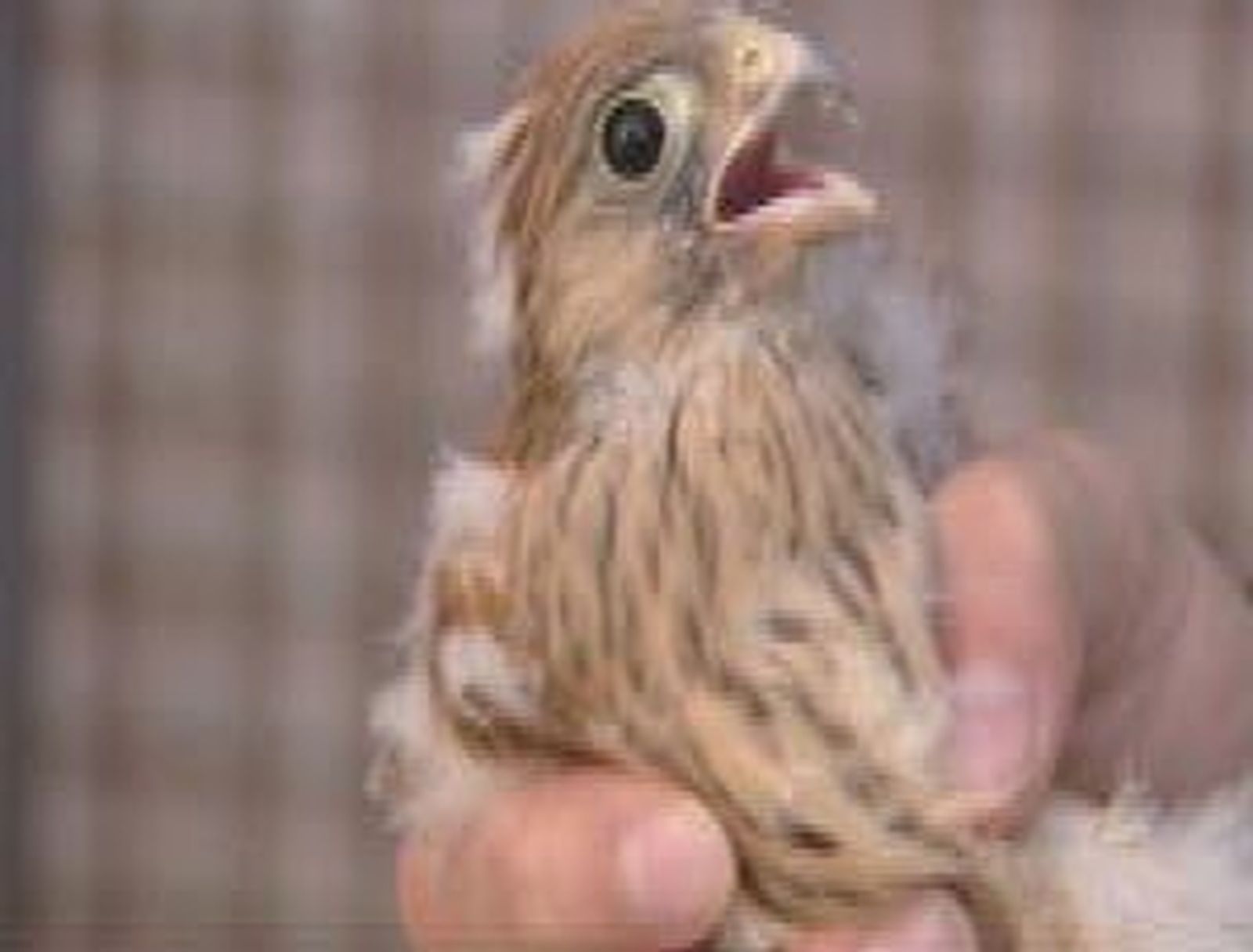 Liberados en Navas del Rey 15 pollos de cernícalo primilla