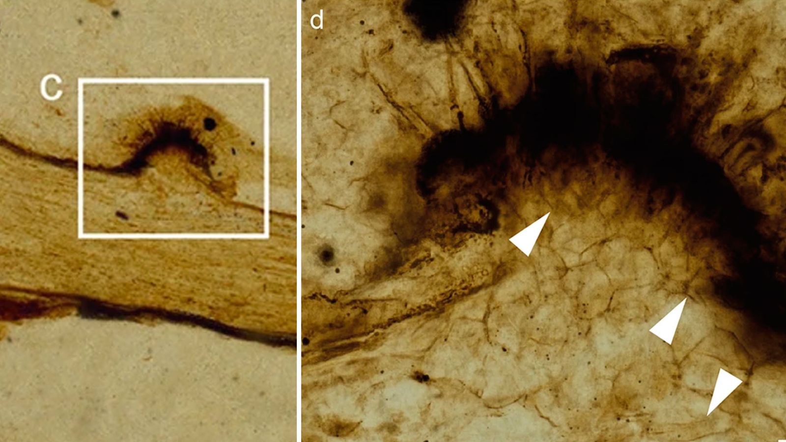 Imagen microscópica de Potteromyces asteroxylicola