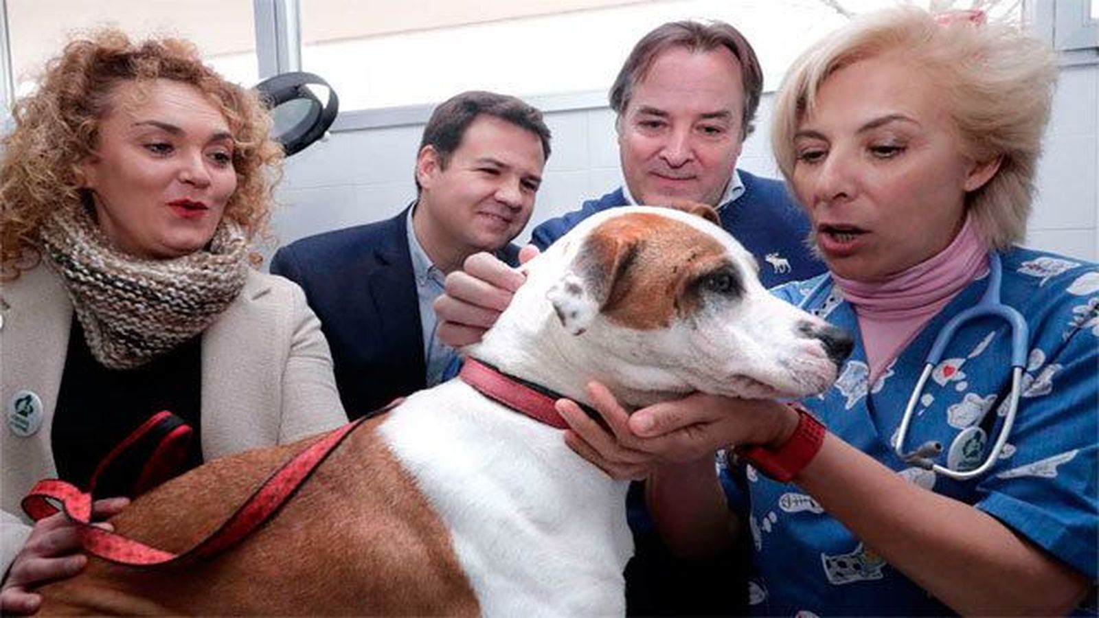 Entra en vigor la Ley de Protección de Animales de Compañía, con el 'sacrificio cero'