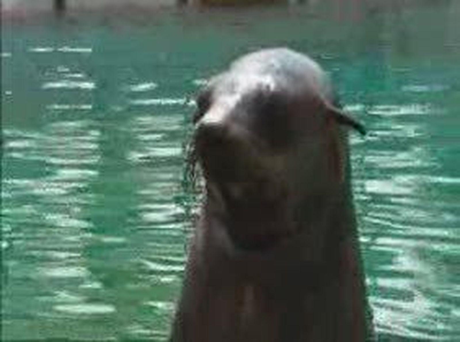 Experiencia lúcida y educativa que mayores y pequeños pueden disfrutar junto a osos marinos