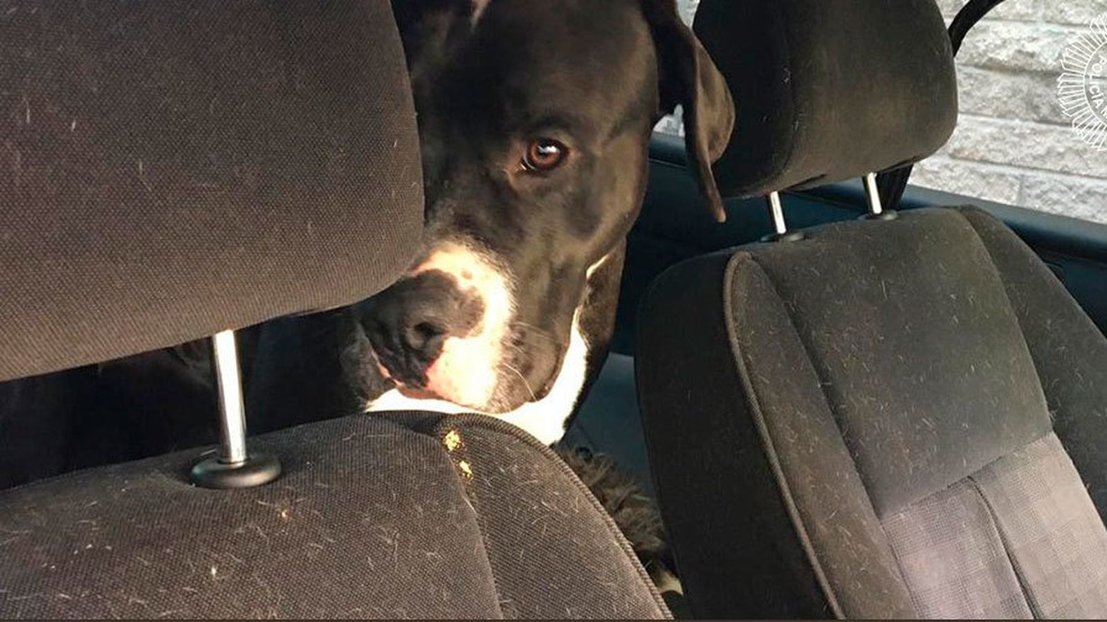 Uno de los perros rescatados por la Policía Municipal de Madrid