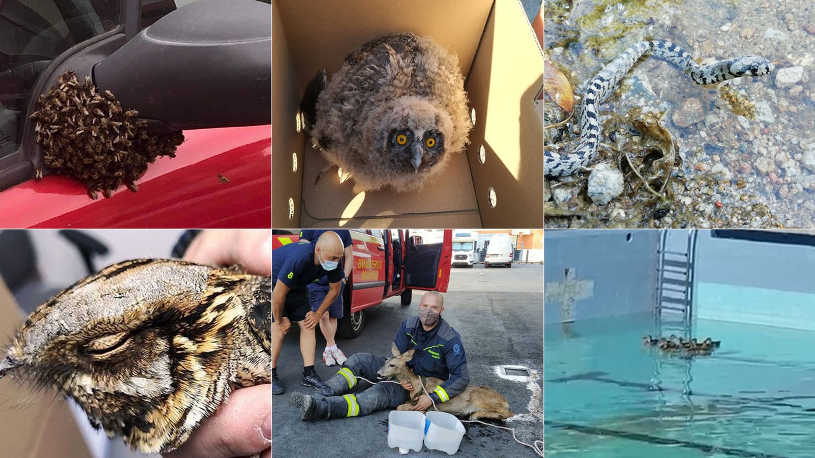 Los animales también protagonizan titulares en Madrid