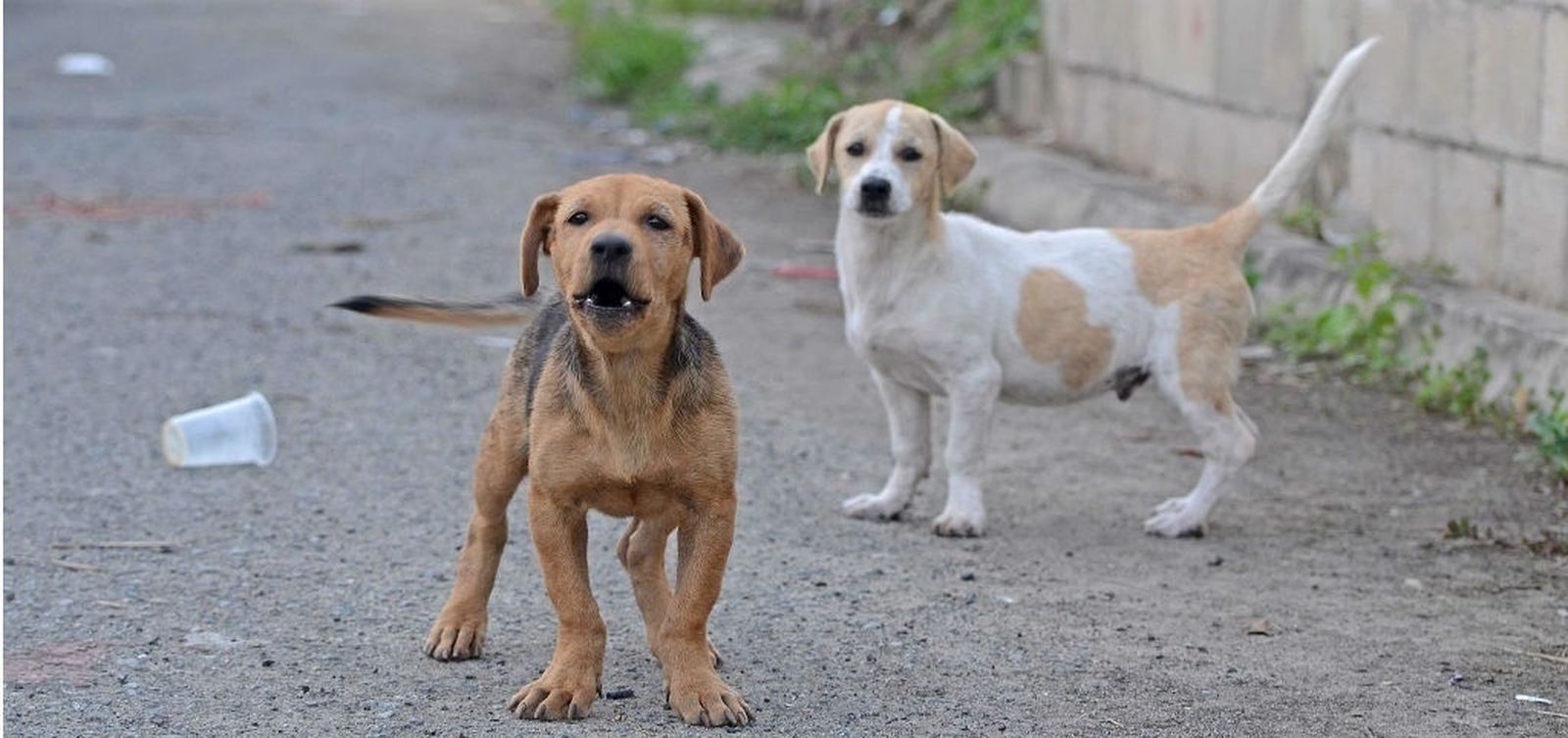 Perros callejeros