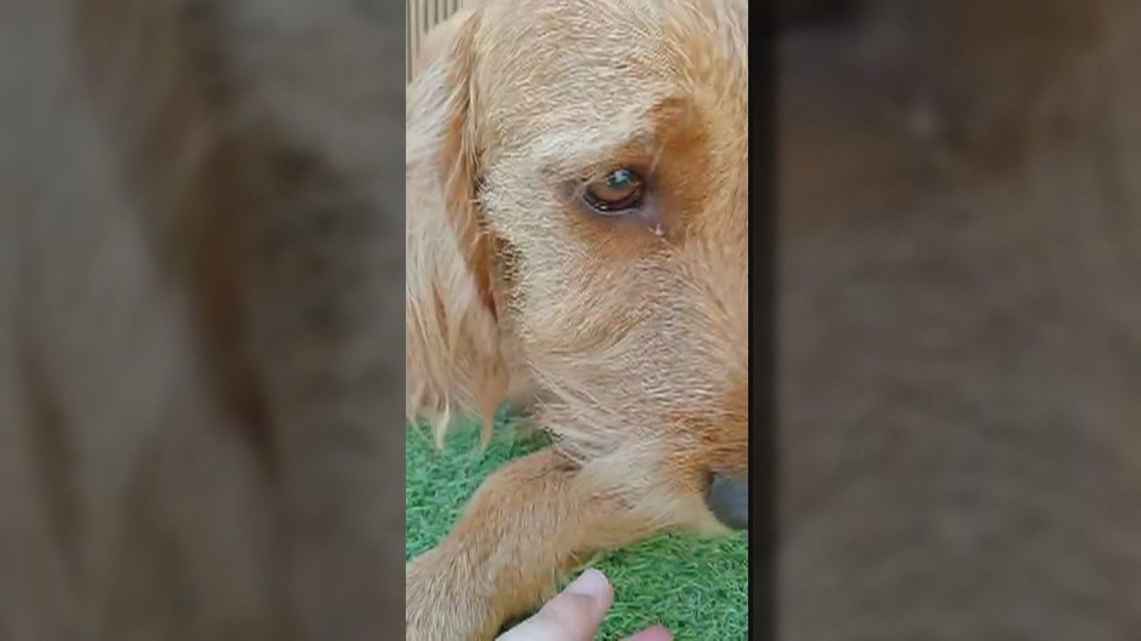 Desmantelada una guardería ilegal de perros en el barrio de Manoteras