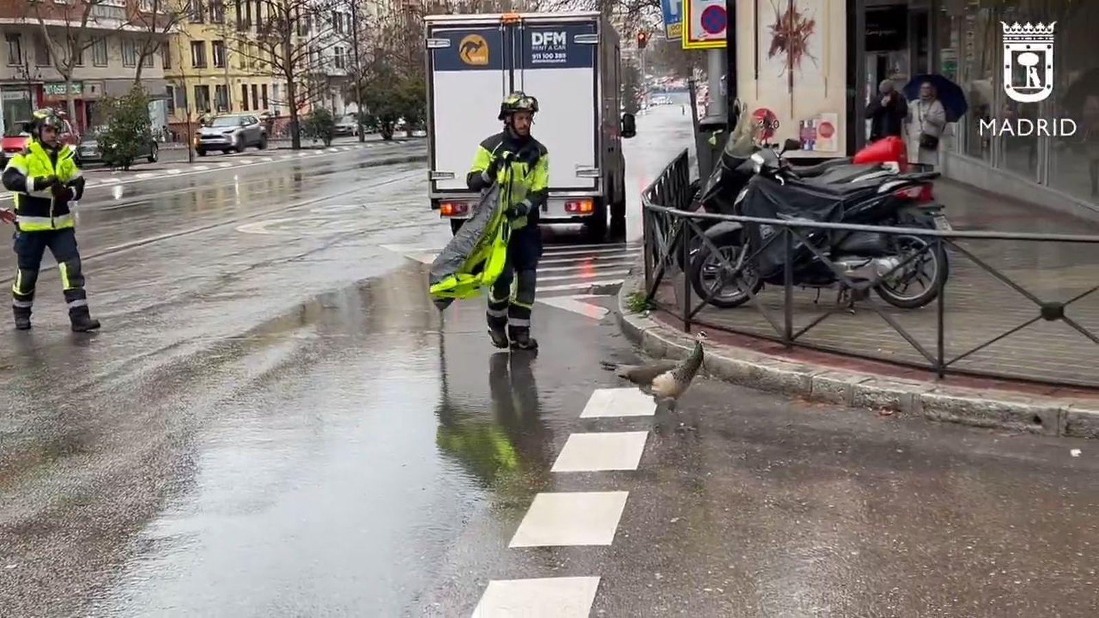 Rescate de un pavo real en Madrid