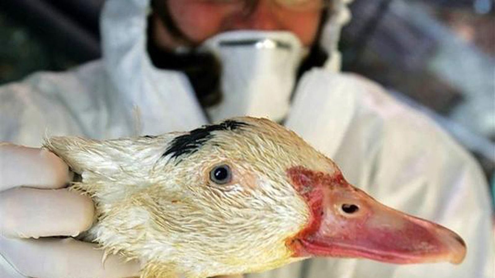 Captura de un ave sospechosa de gripe aviar