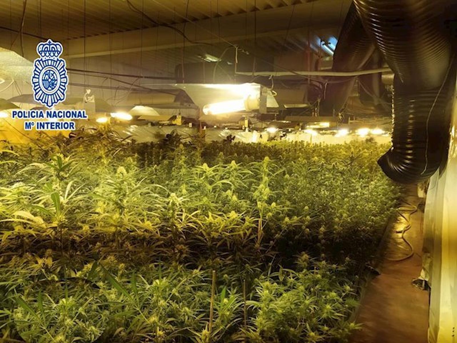 Plantas de marihuana intervenidas