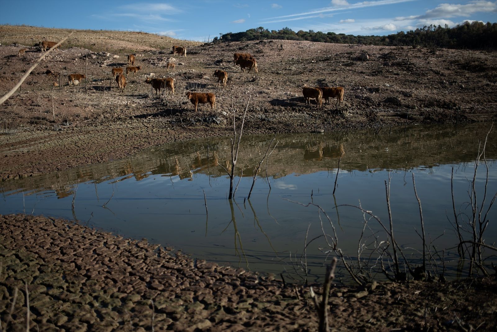 Ganado busca agua en un pantano afectado por la sequía