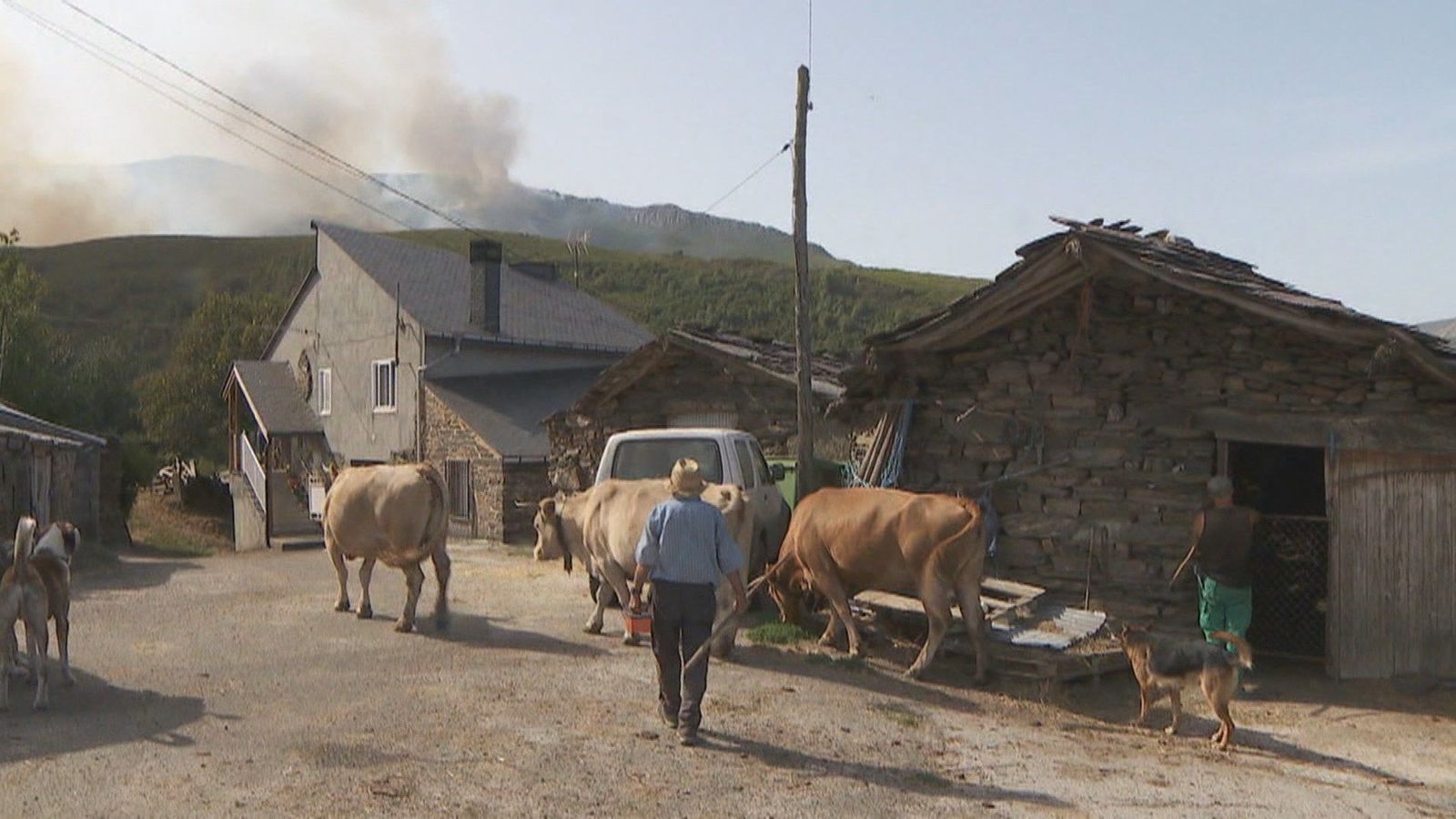 Los ganaderos, las otras víctimas de los incendios forestales