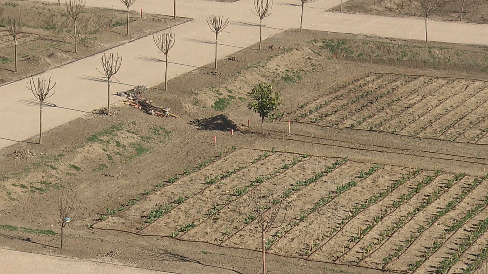 Huertos urbanos en Boadilla