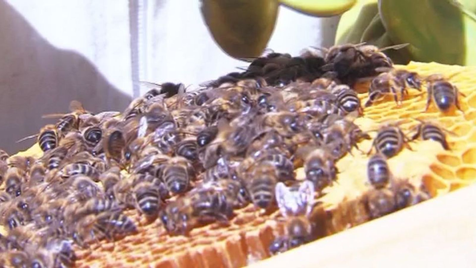 Retiran una colmena de abejas en un salón de bodas