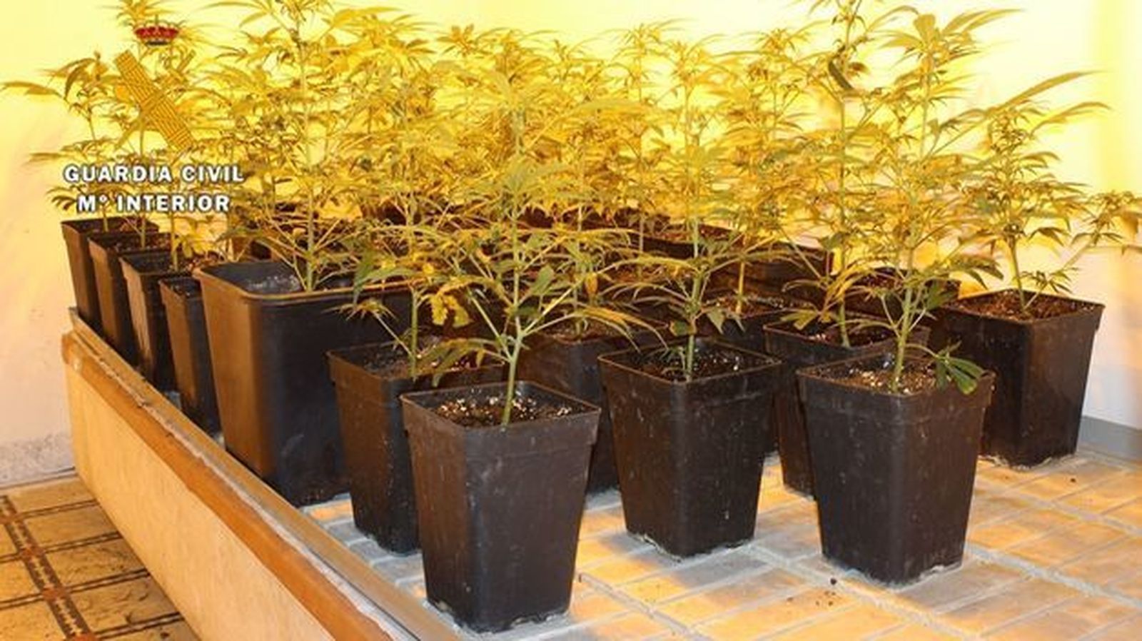 marihuana_21324