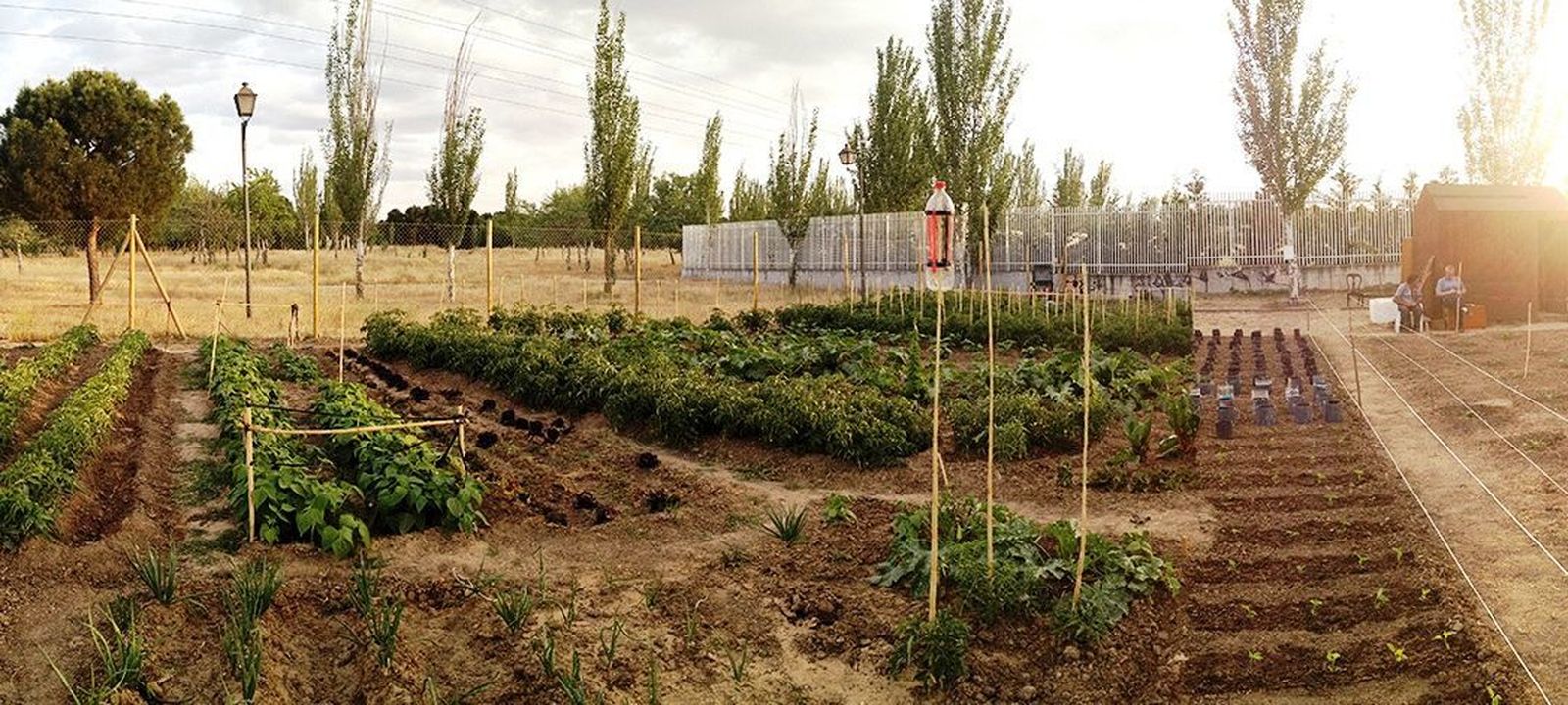 Huerto madrileño
