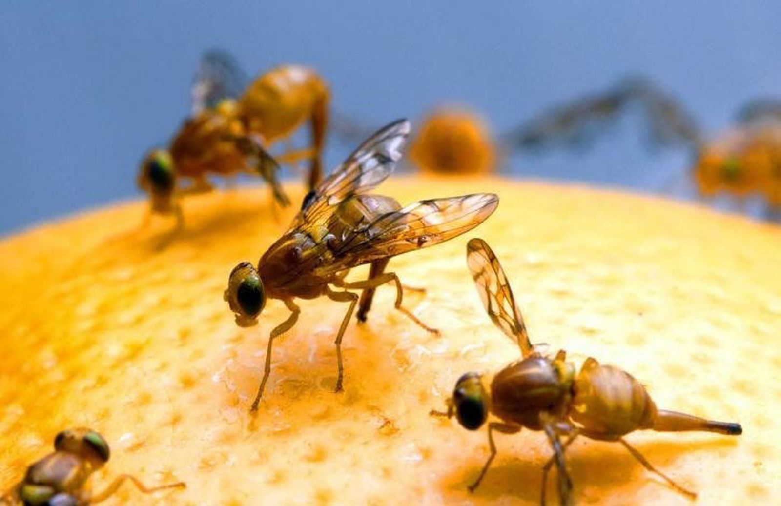 Mosca de la fruta