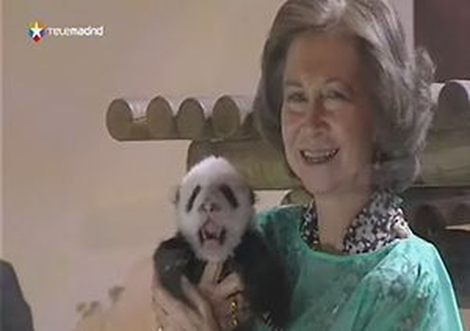 Un panda "Real"