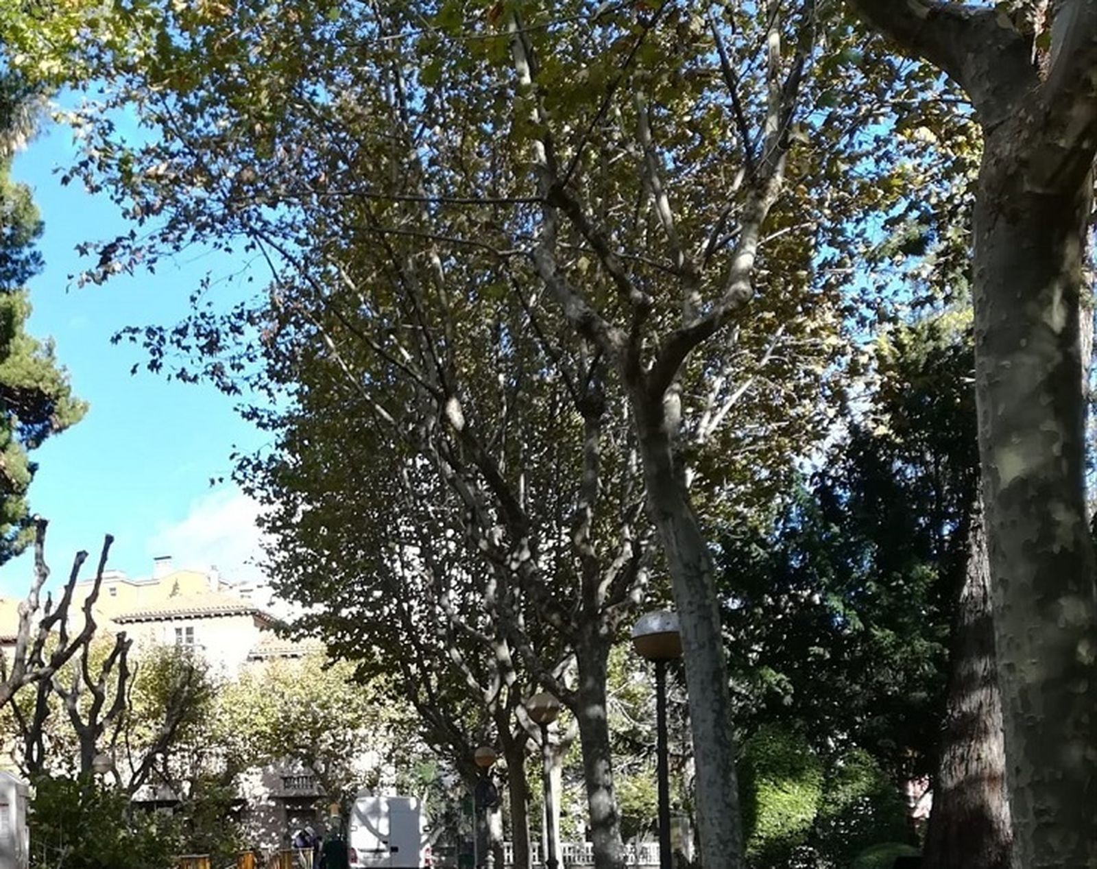 Plátanos de sombra