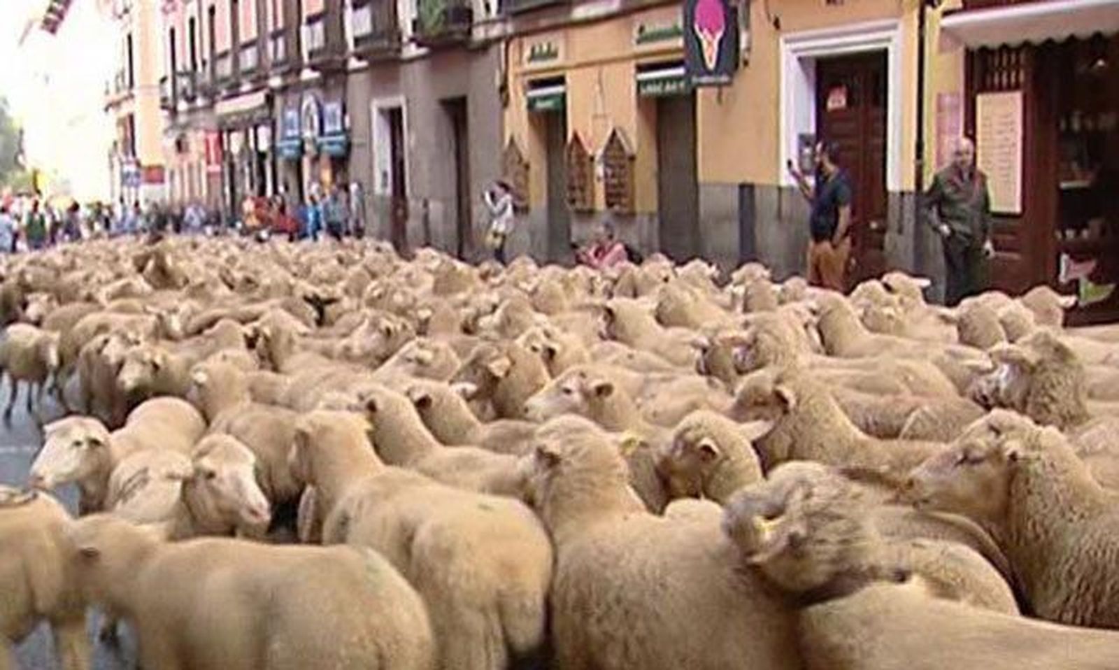Dos mil ovejas para reivindicar la Trashumancia en el centro de Madrid