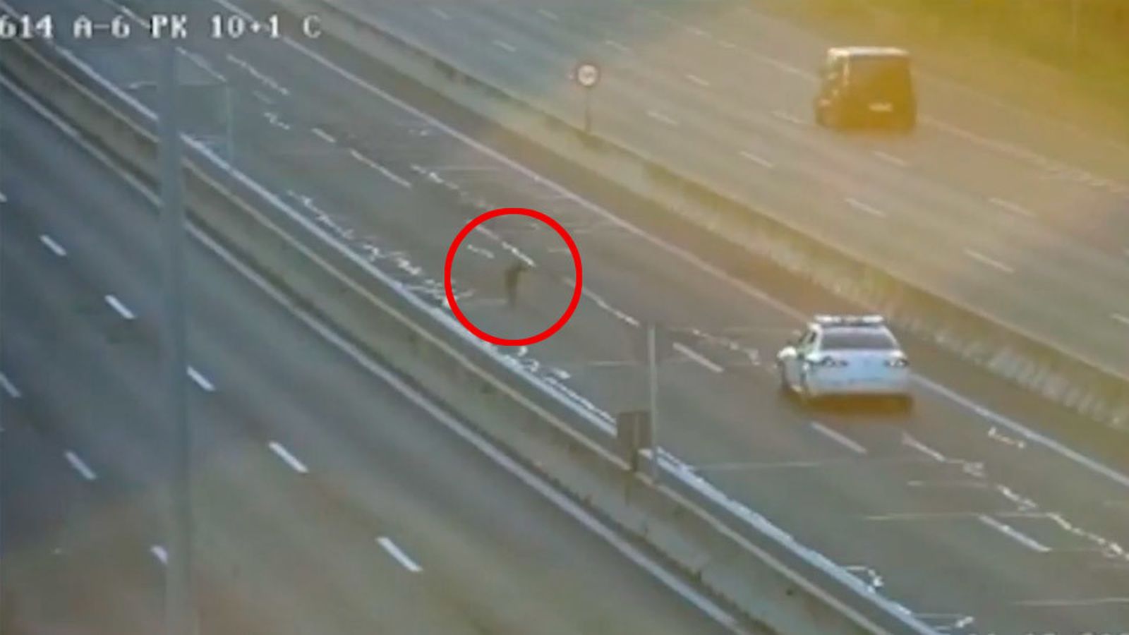 Guardia Civil rescata un galgo que corría por el Bus VAO de la A-6