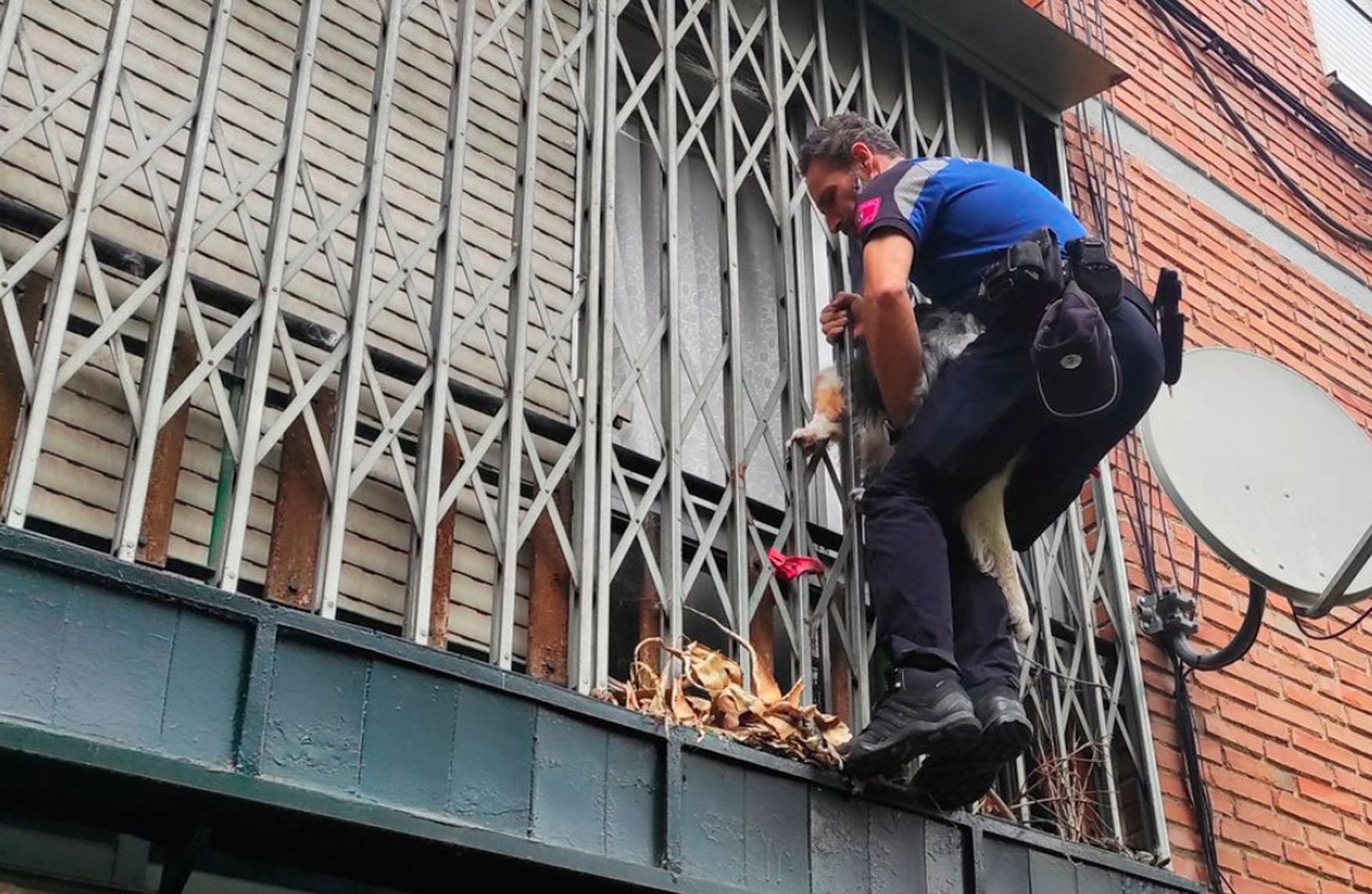 Cuatro perros que han sido escatados por la Policía