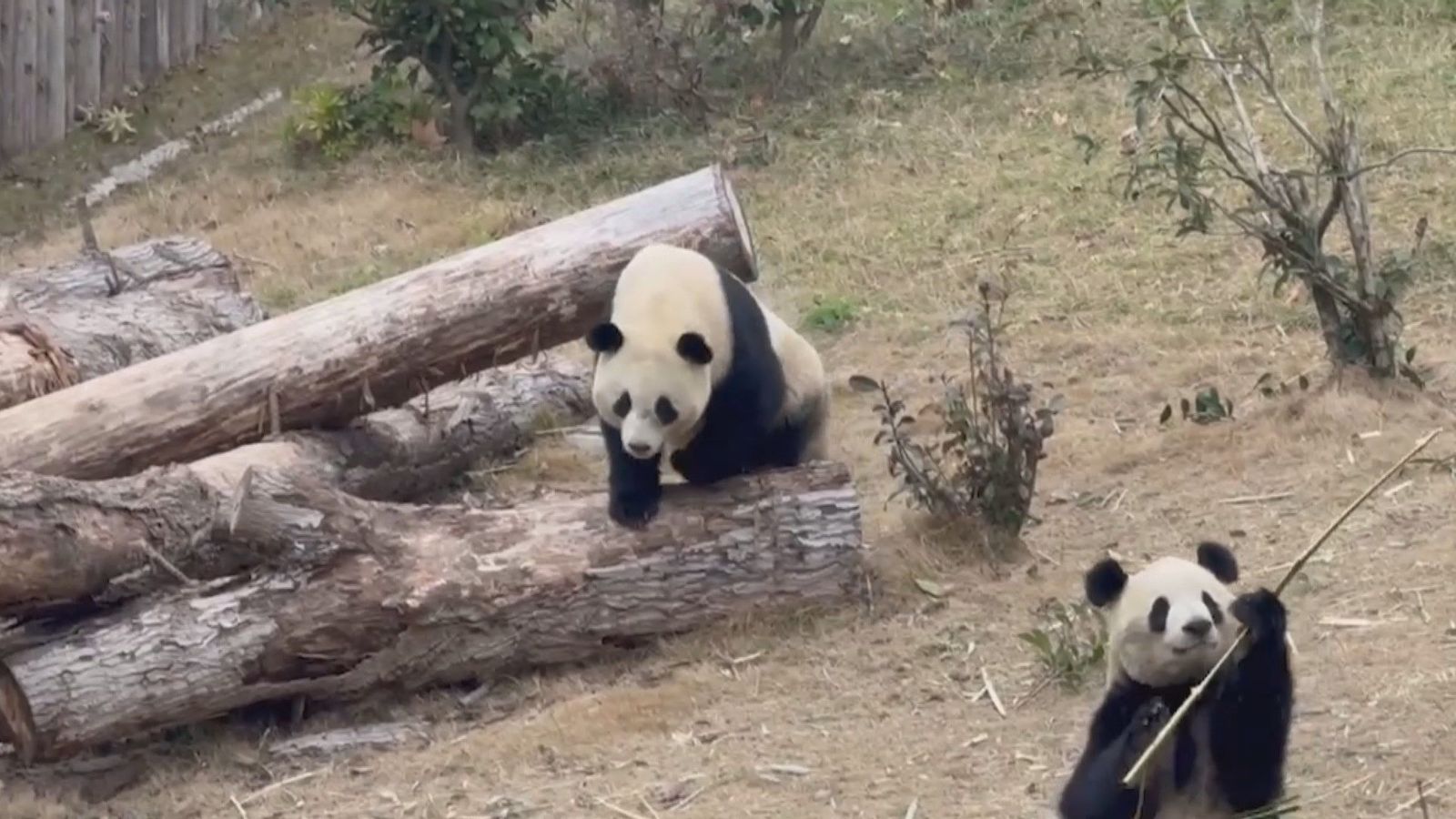 Jin Xi y Zhu Yu, la nueva pareja de pandas del Zoo de Madrid
