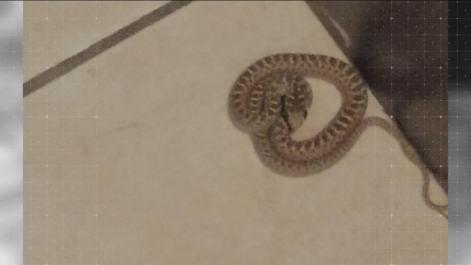 Encuentra una culebra en el interior de su vivienda, en Alalpardo