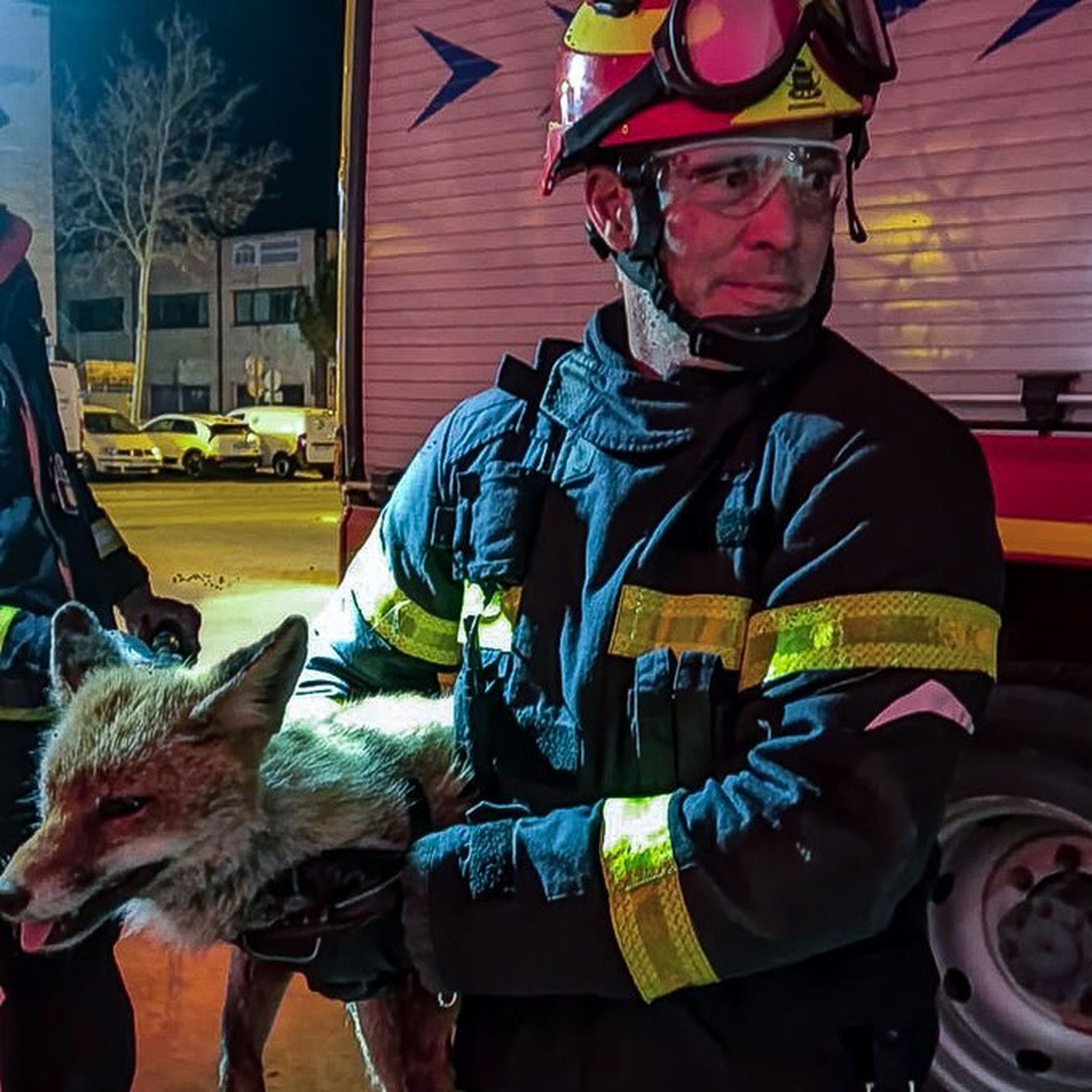 El zorro en brazos de un bombero de la Comunidad de Madrid