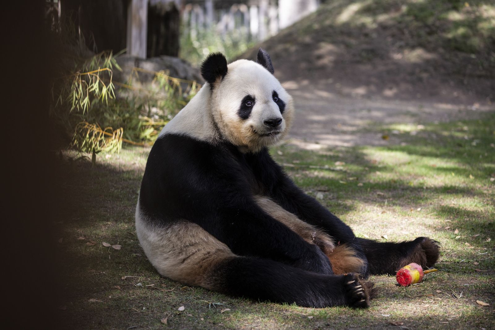 A la sombra y con un buen helado. Así pasan estos días los animales del Parque Zoológico de Madrid, como este oso panda, al que se le ve muy acalorado.