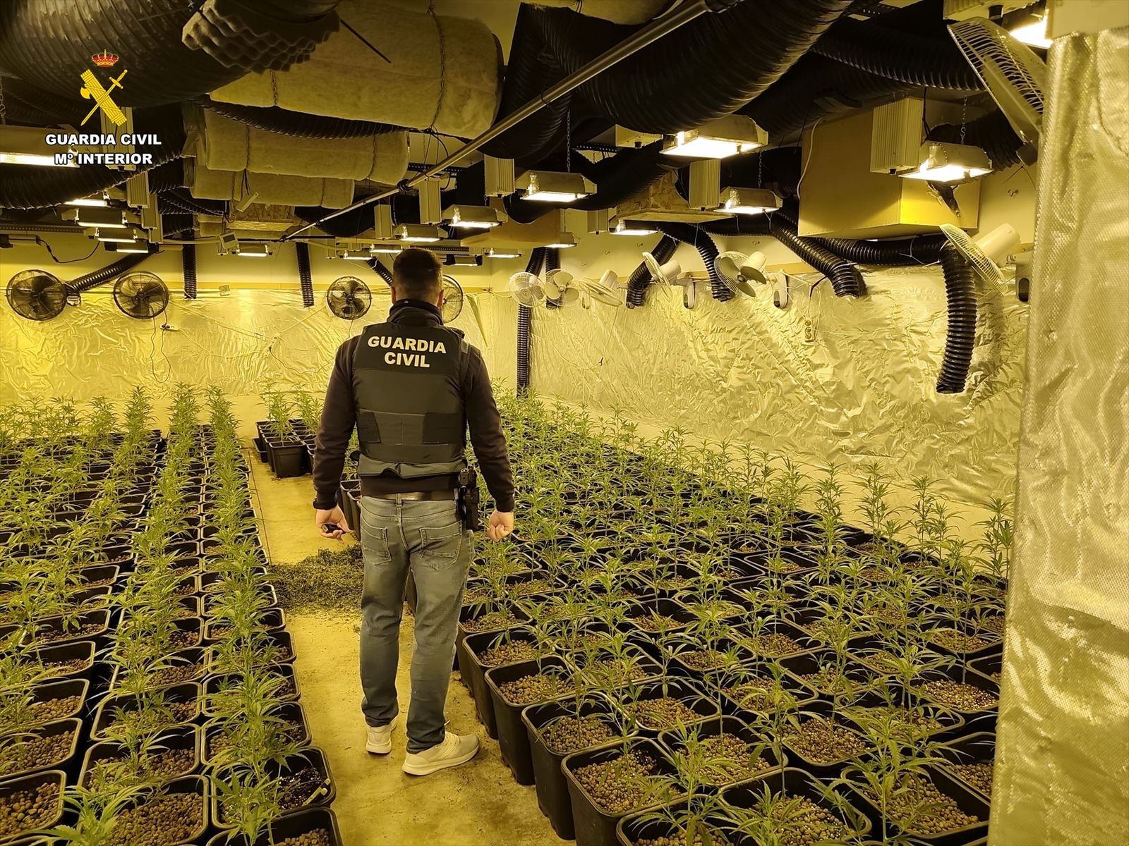 Desmantelada una plantación de marihuana 'in door'  en Paracuellos del Jarama