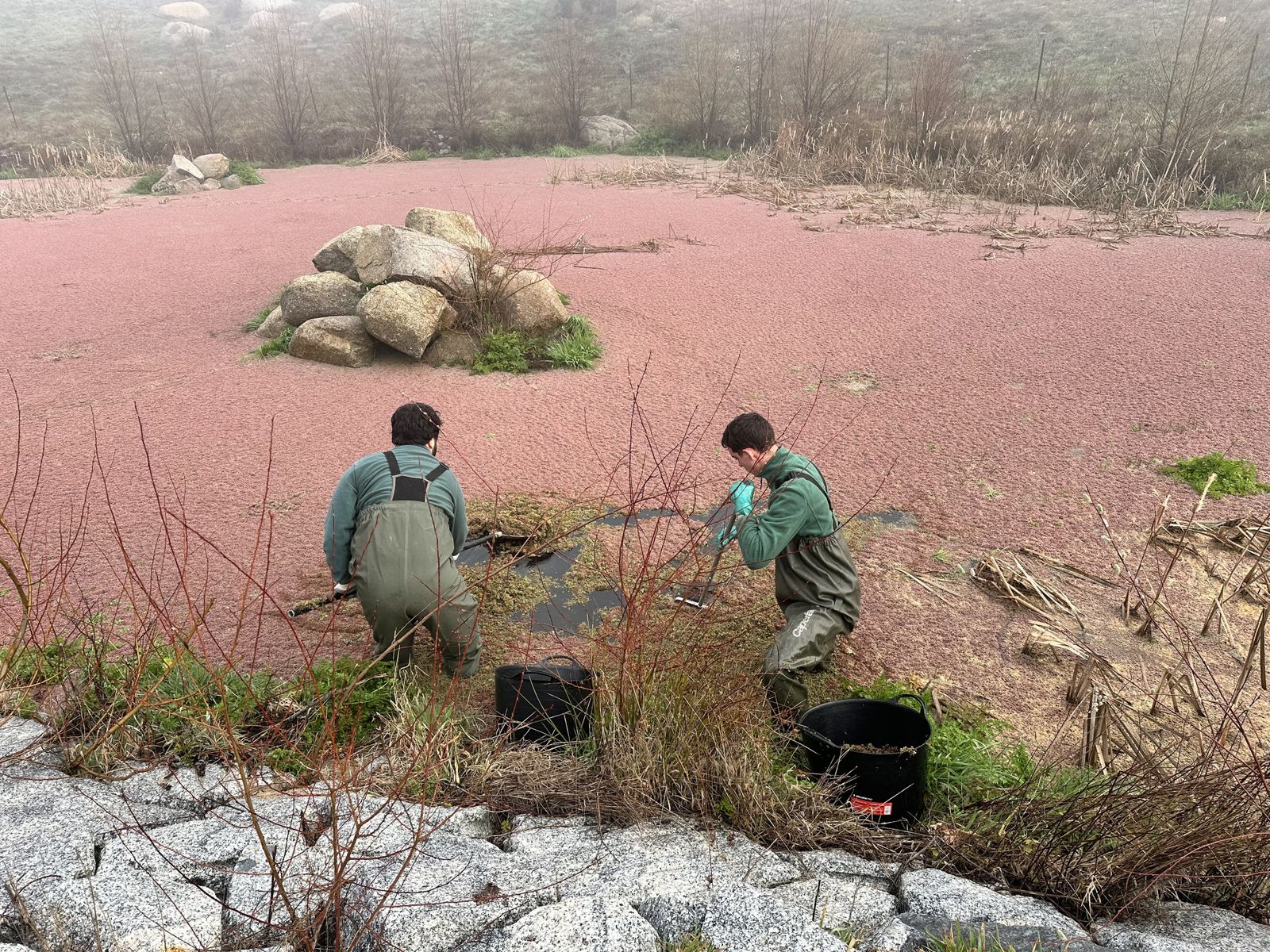 Retirada de la planta invasora en la Charca de la Alberca de Cenicientos