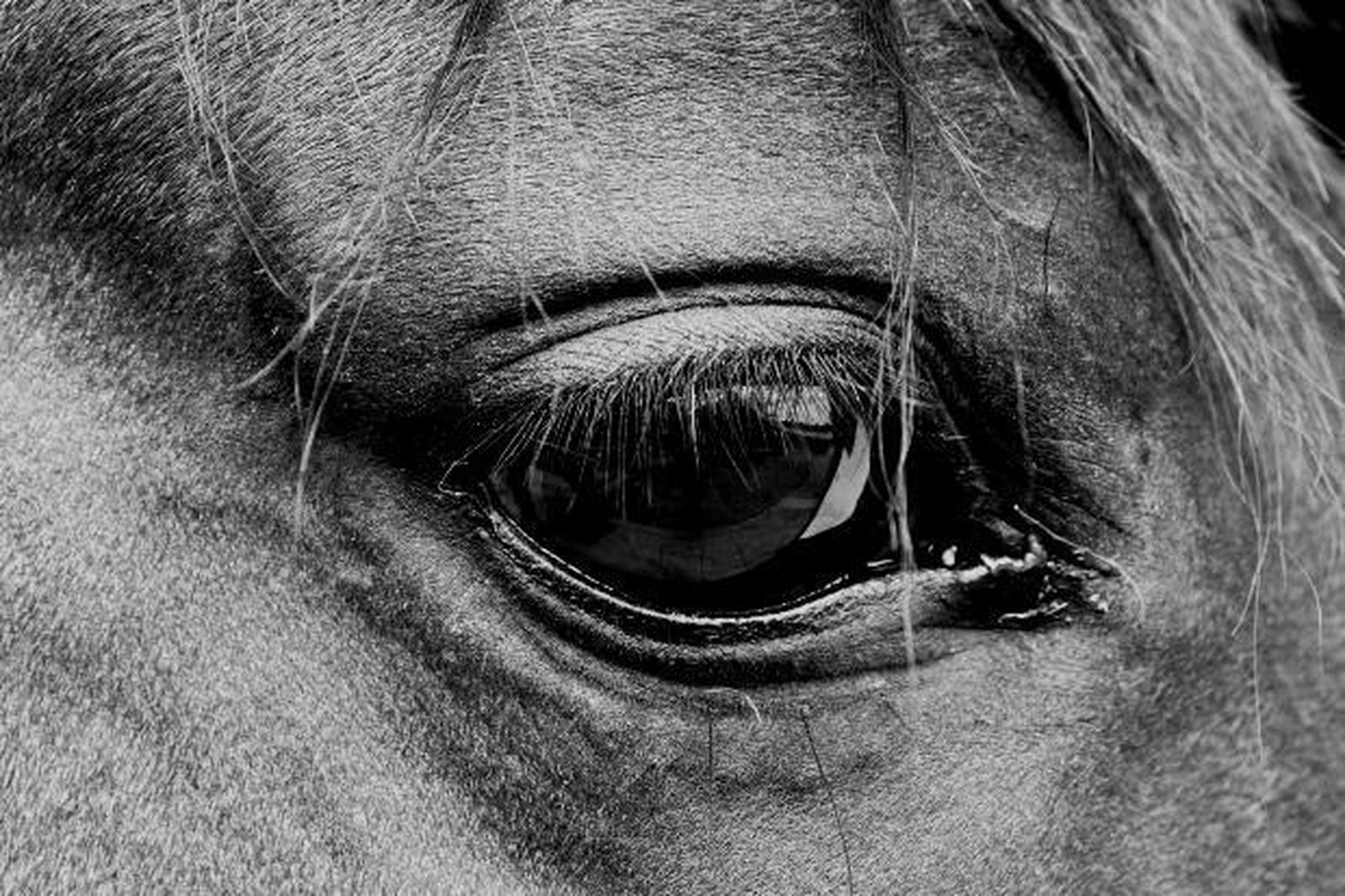 caballo_1