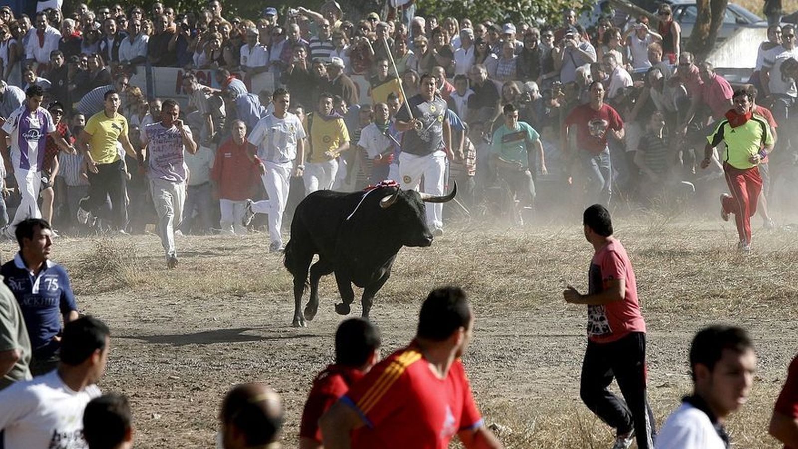 Toro de la Vega