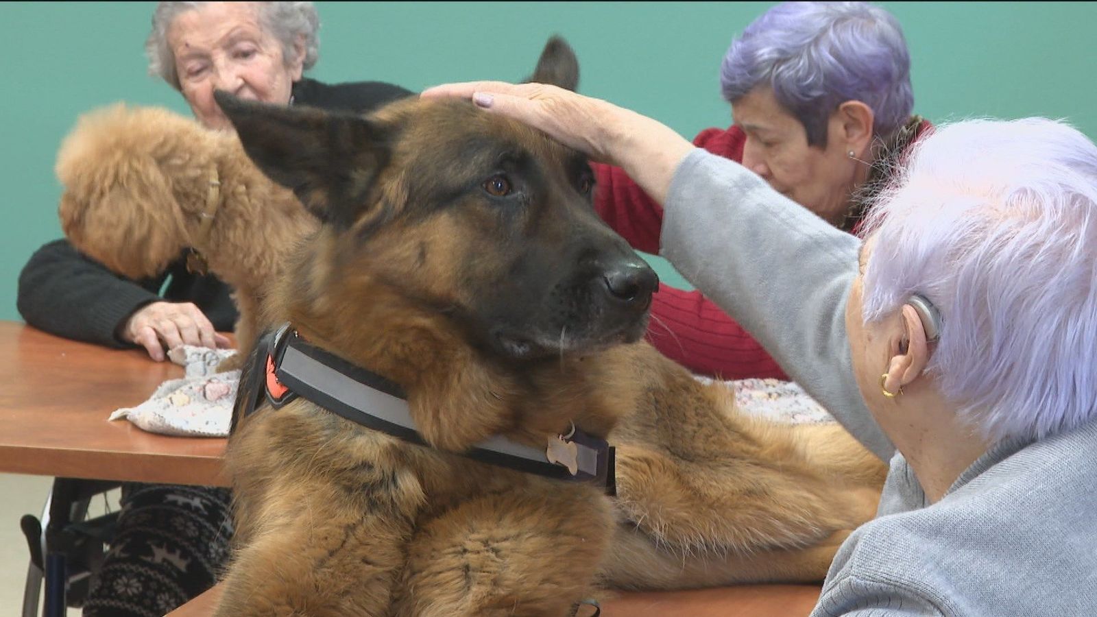 Perros y gatos, unos terapeutas muy especiales para las residencias de mayores de Madrid