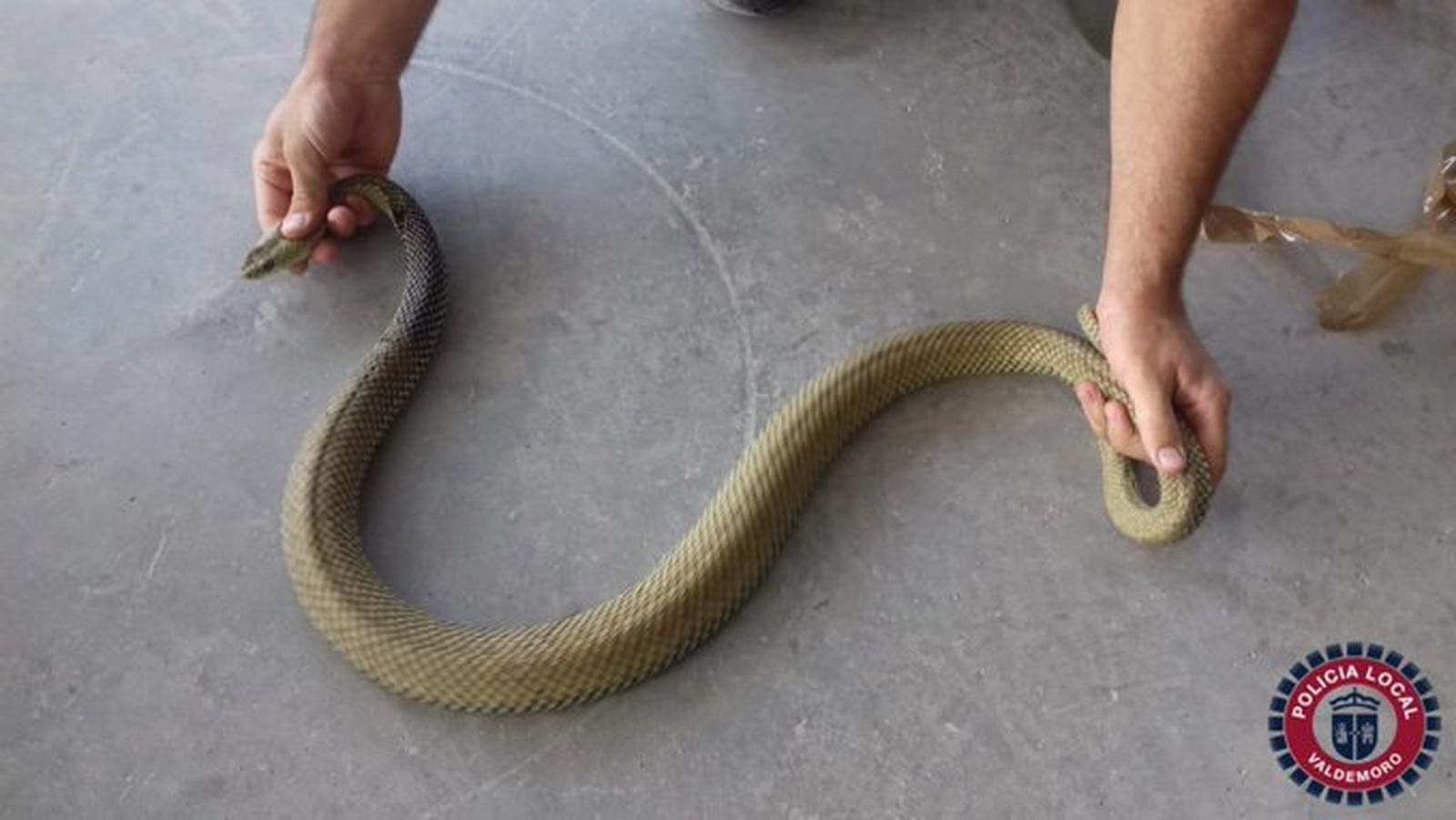 Ejemplar de serpiente recuperado por la Policía Local de Valdemoro