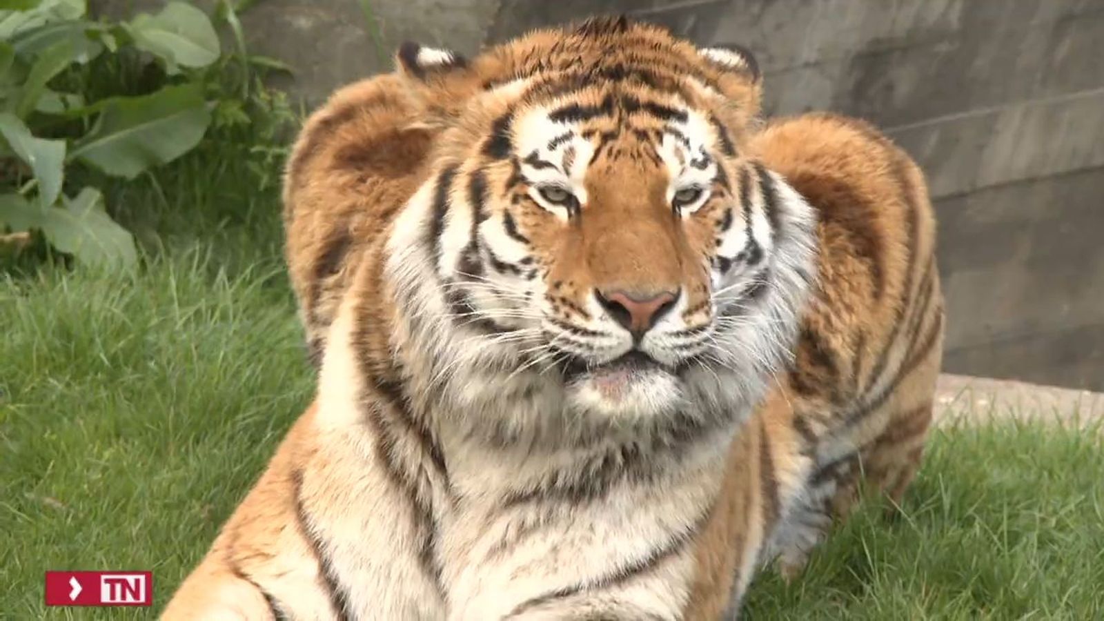 Dos tigres siberianos para el zoo de Madrid