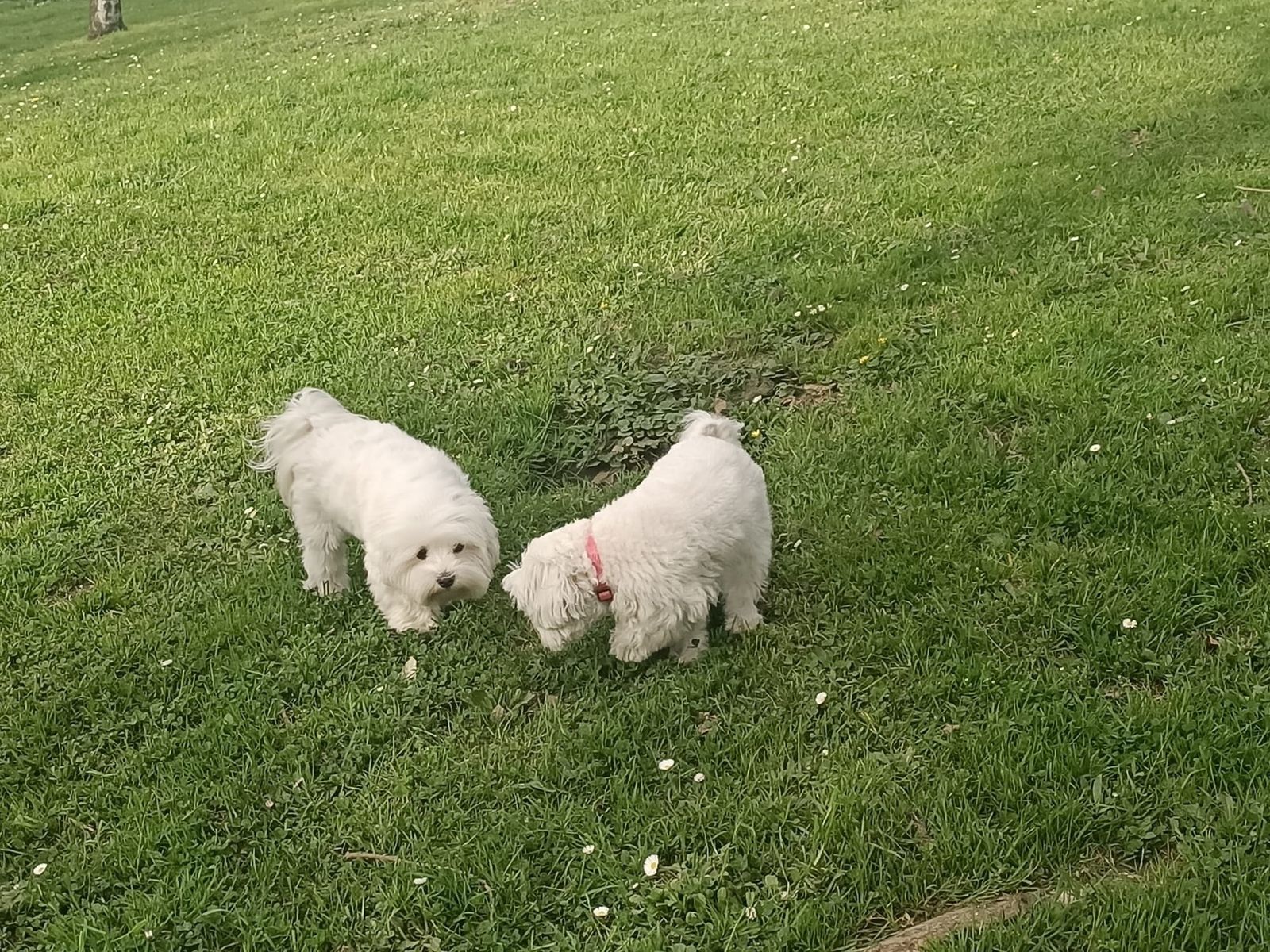 Perros en un parque