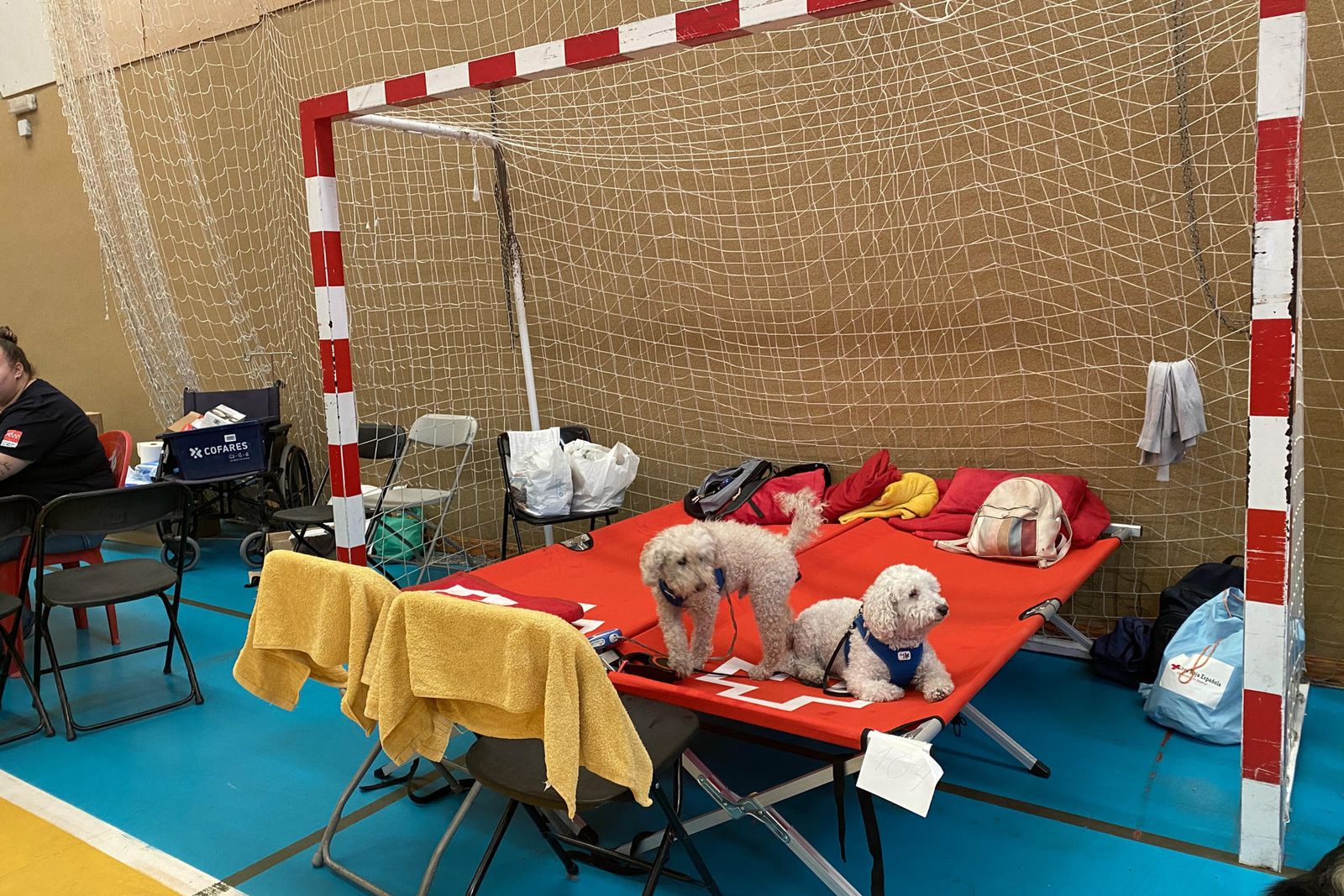 Mascotas afectadas por los incendios, en el polideportivo de Villa del Prado