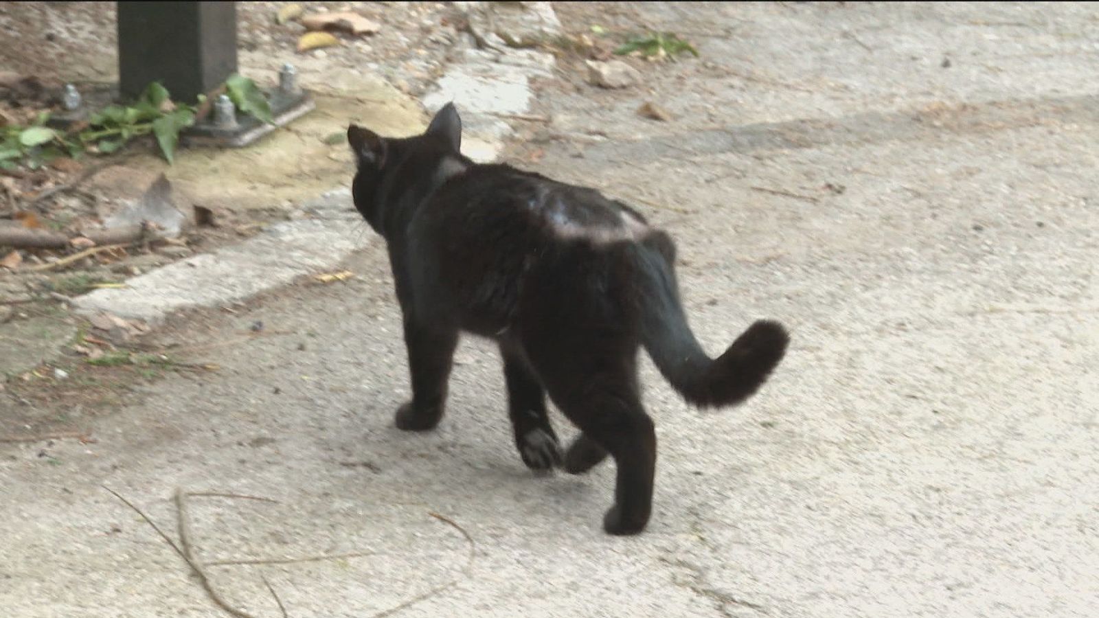 Denuncian la desaparición de gatos en Somosaguas