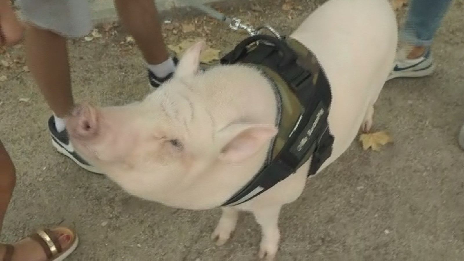 Paseamos a Bacon, el 'mini-pig' de La Elipa