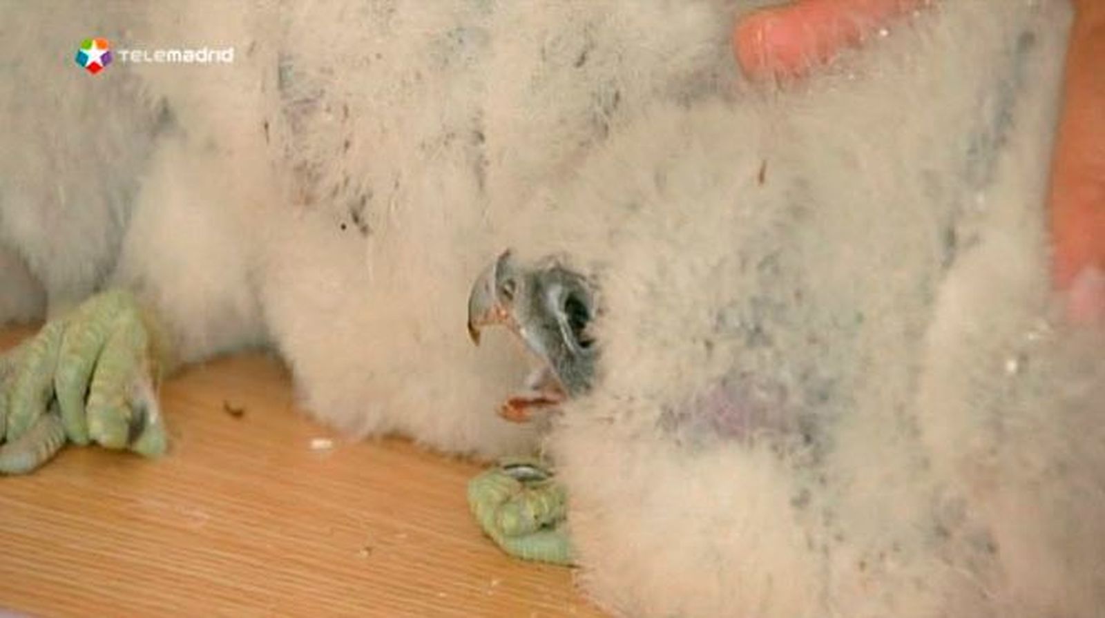 El halcón peregrino migra a la ciudad