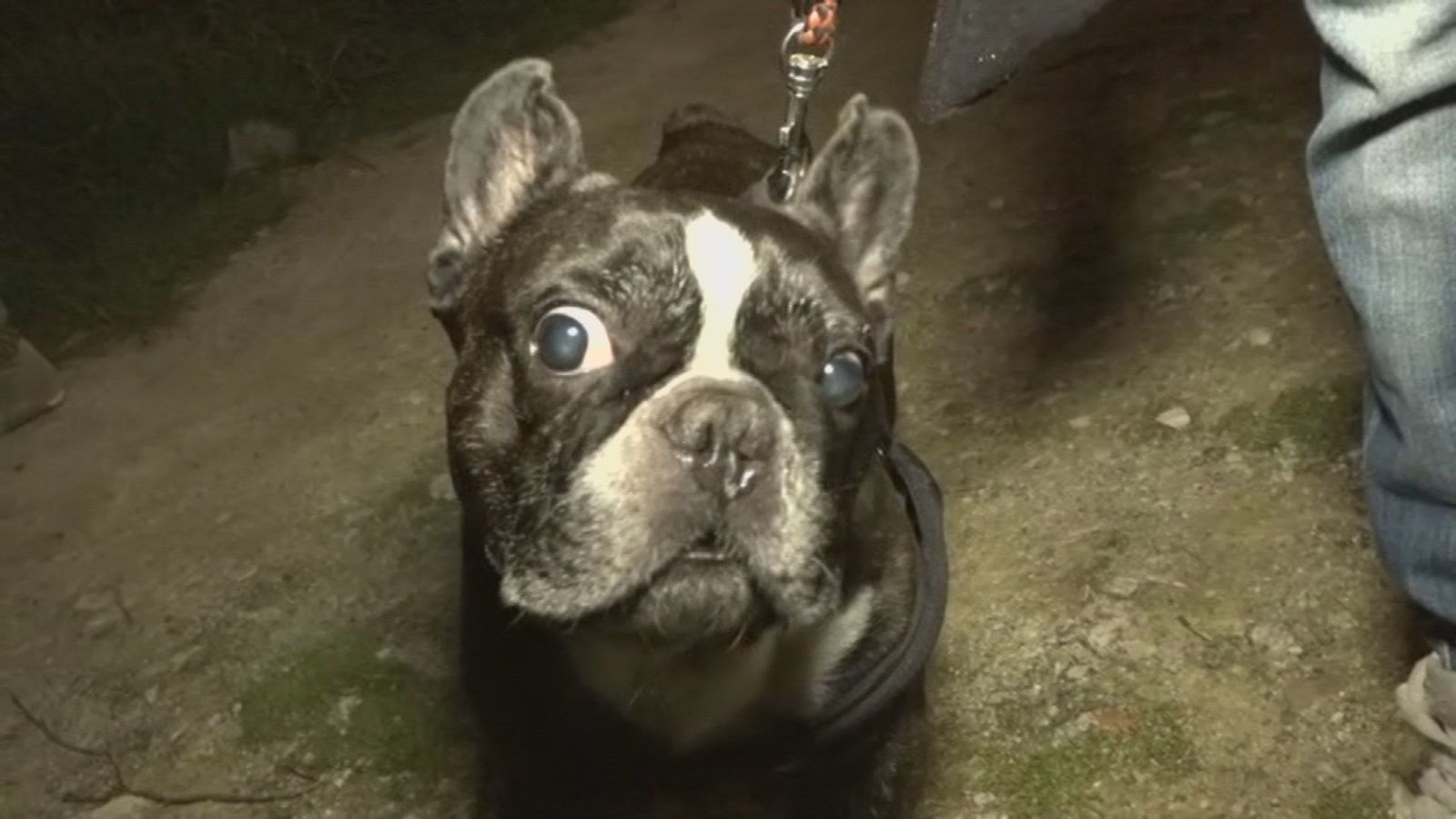 Perros envenenados en Villanueva del Pardillo