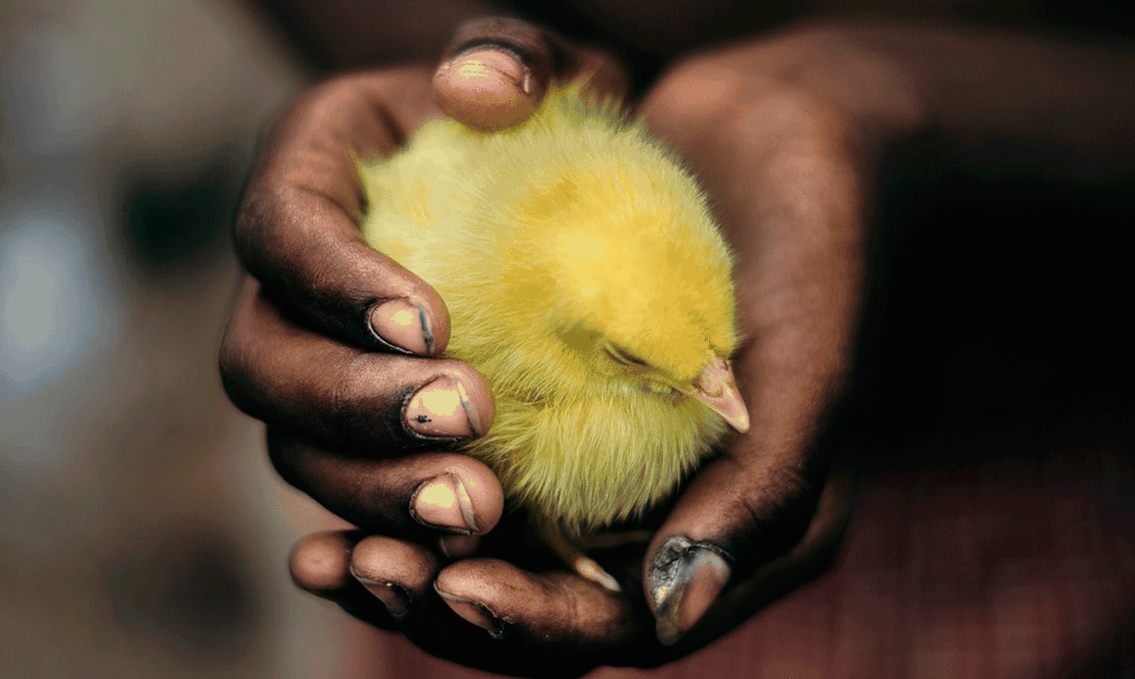La trampa del pollo de corral