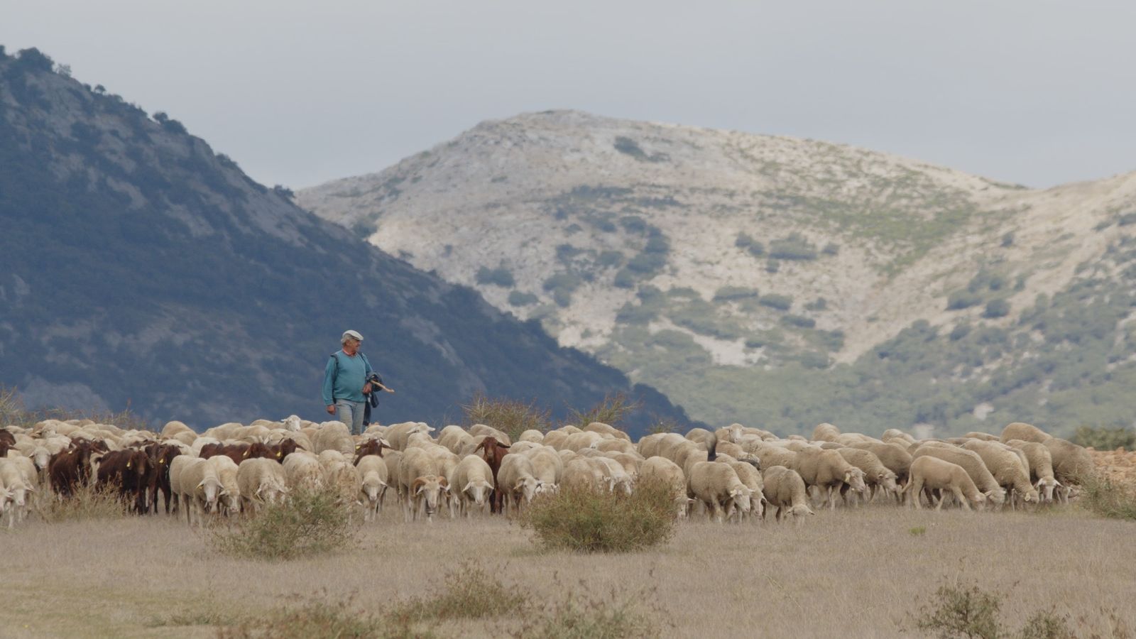 El rebaño del Concejo de la Mesta durante la trashumancia por la Sierra de Guadarrama