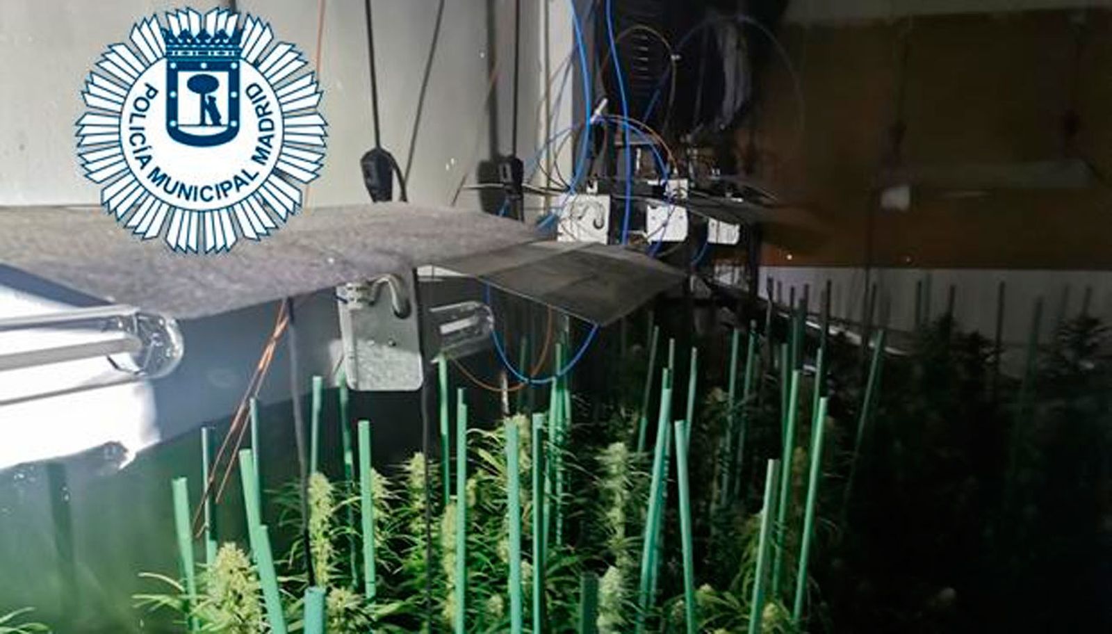 Plantación de marihuana en una vivienda de Villaverde